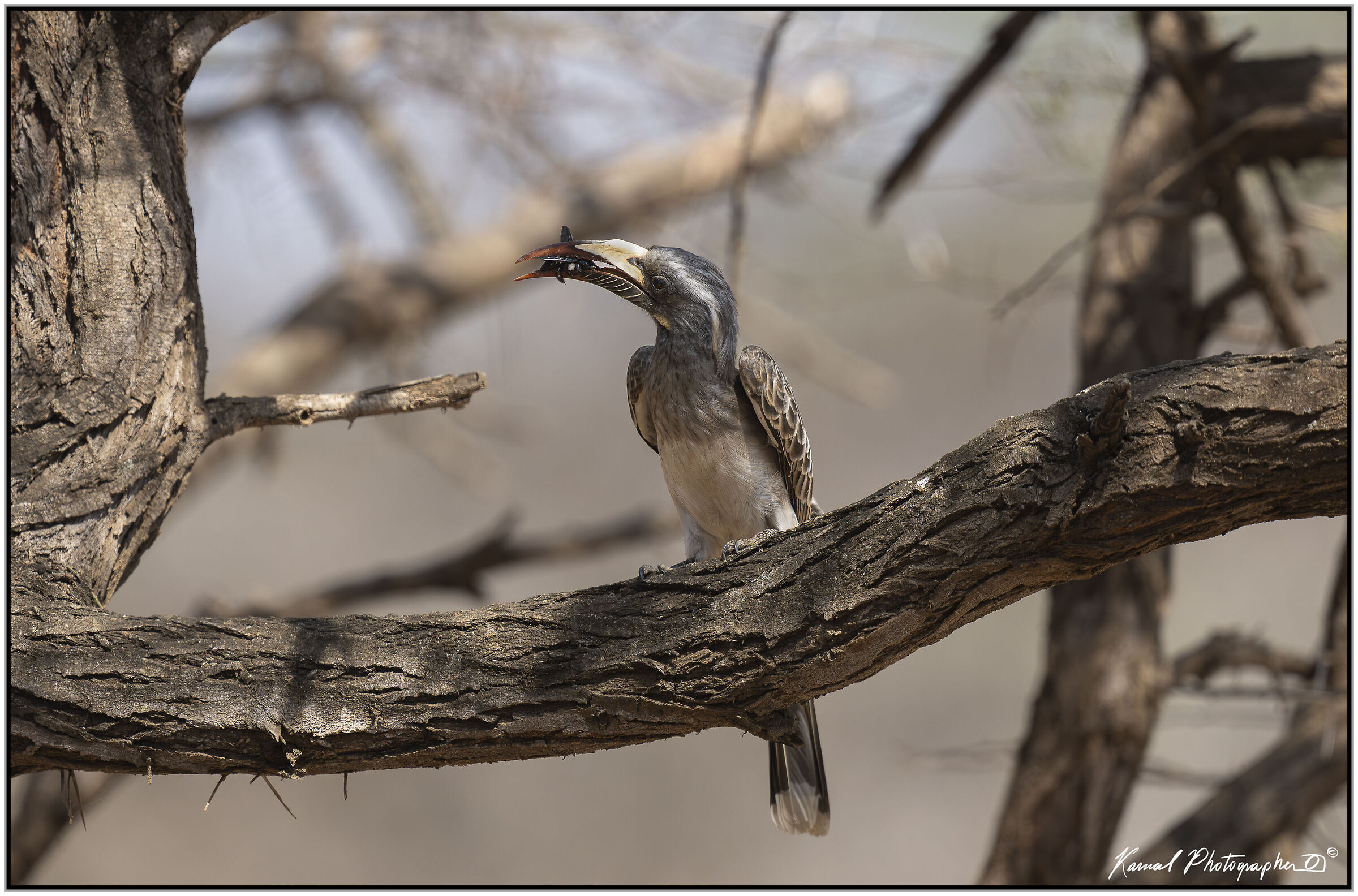 Hornbill (Lophoceros nasutus)