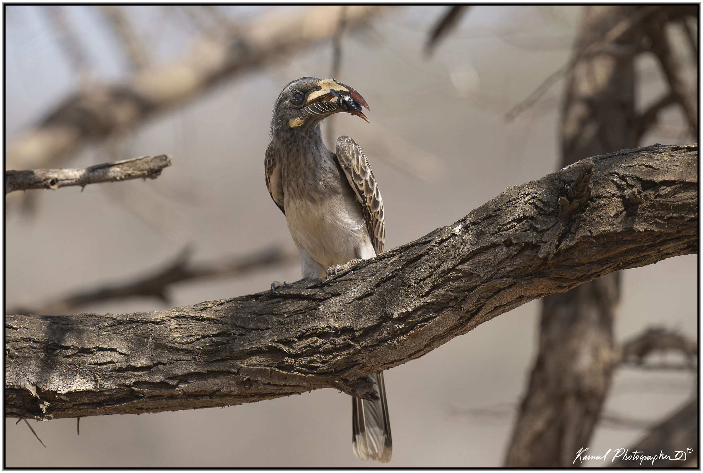 Hornbill (female Tockus nasutus)