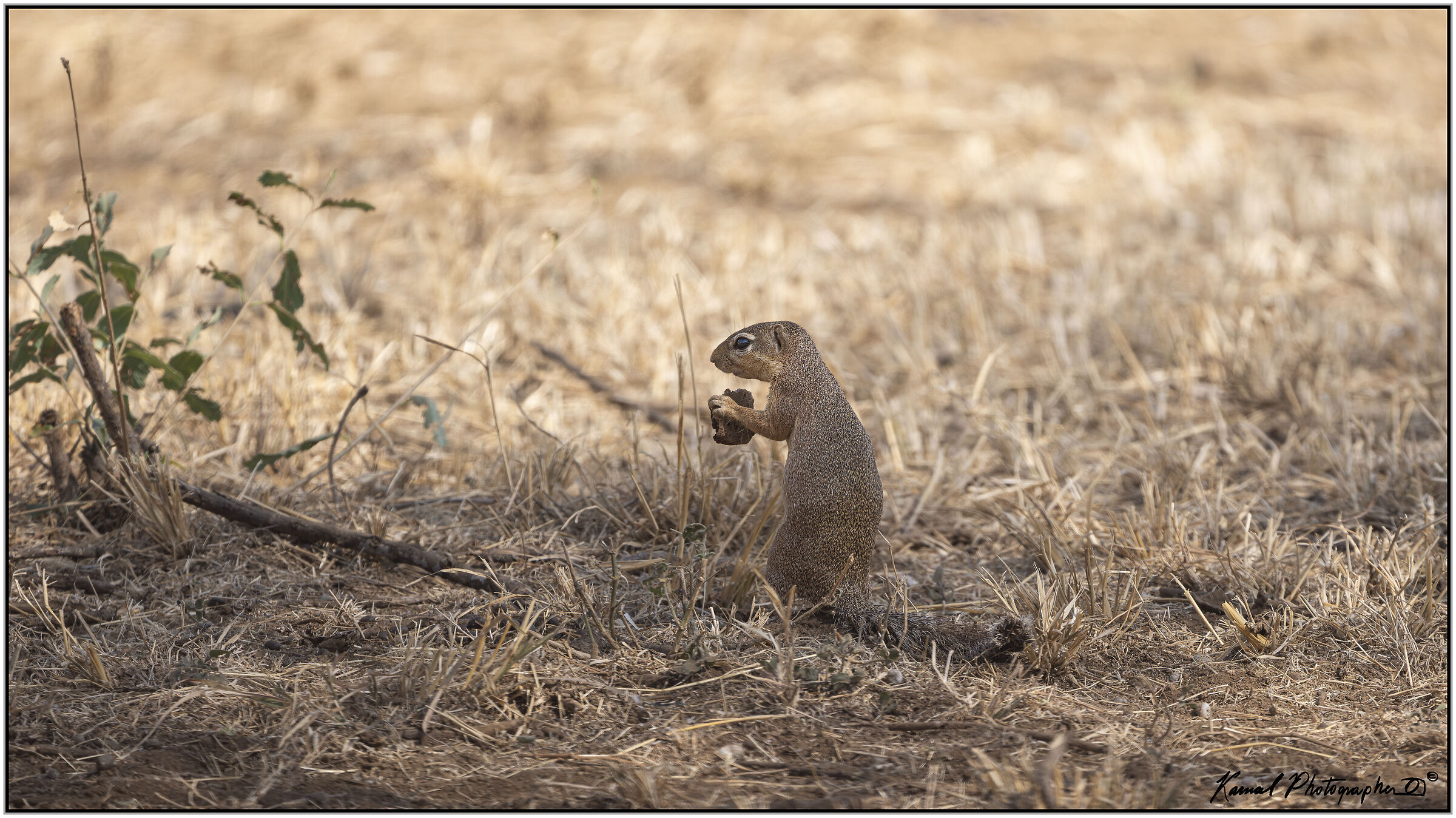 Ground squirrel (Xerus rutilus)