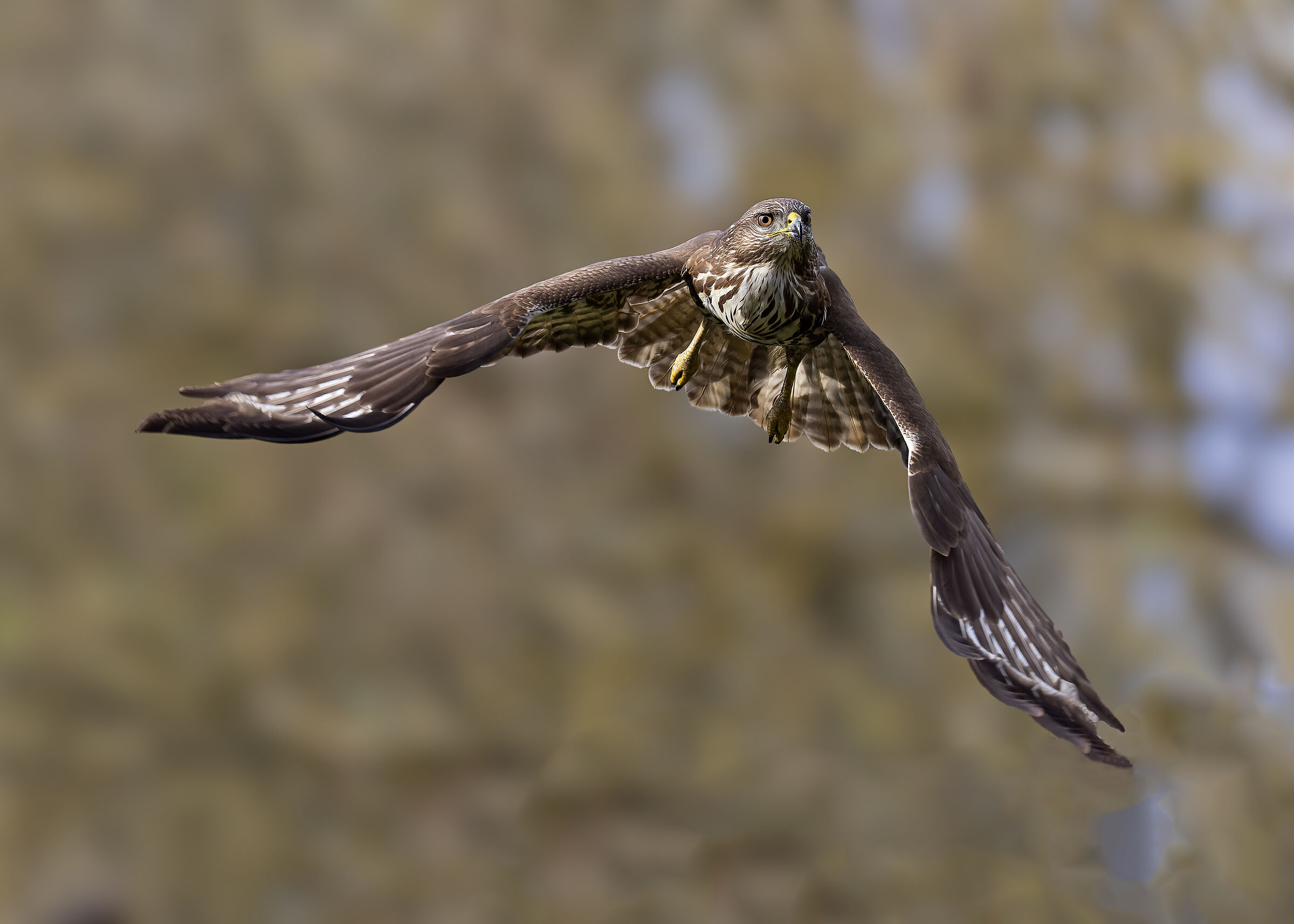Buzzard