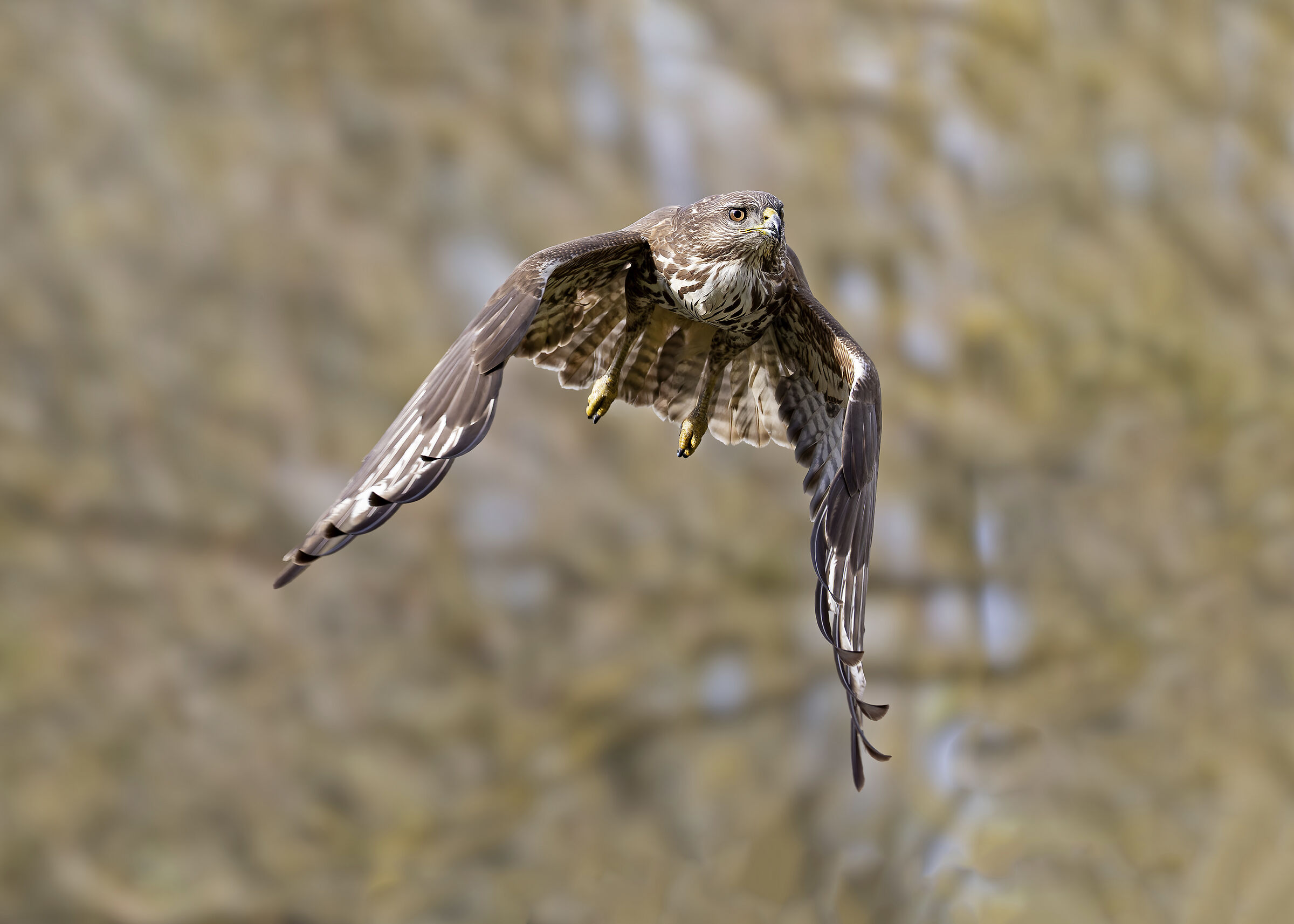 Buzzard
