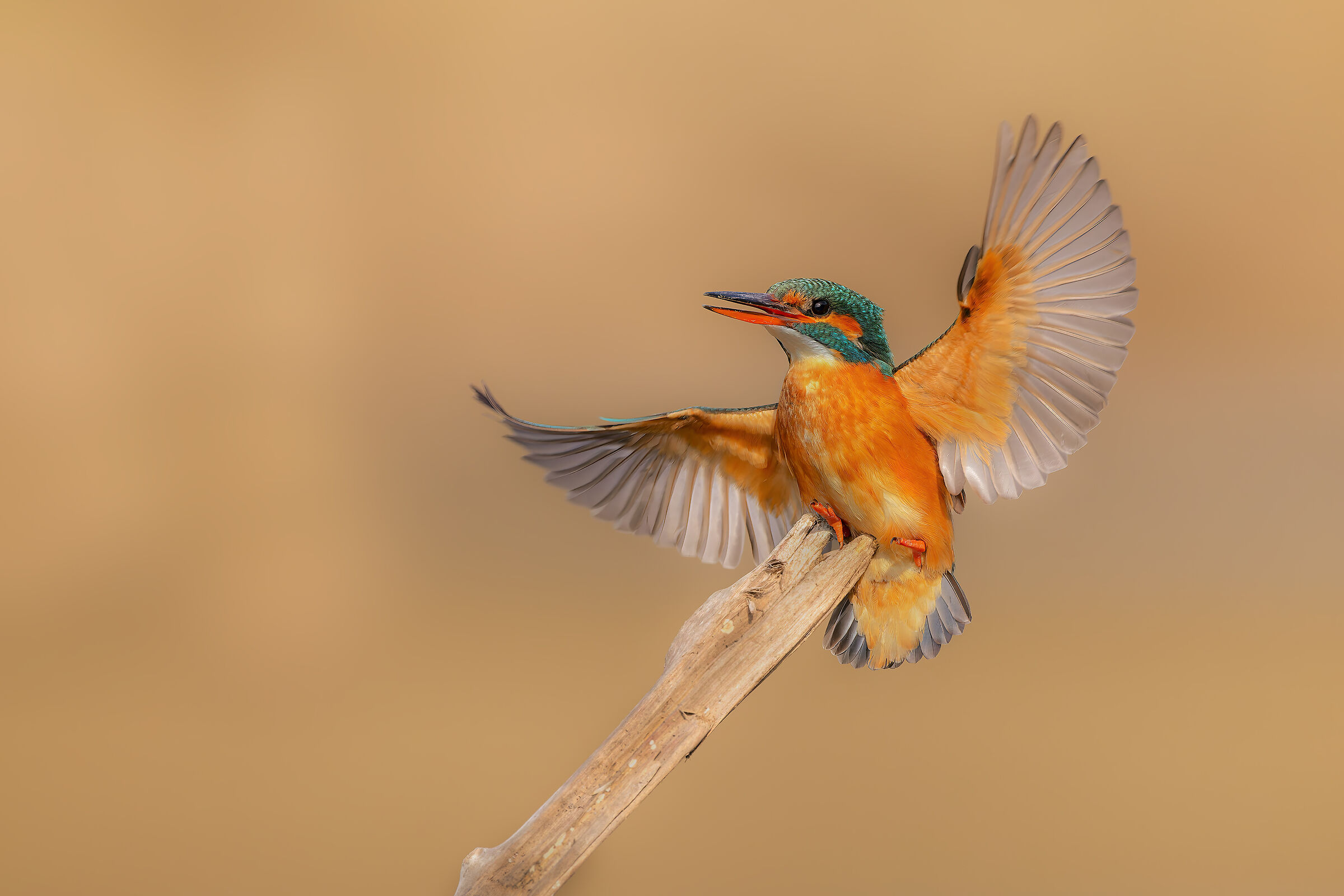 Kingfisher