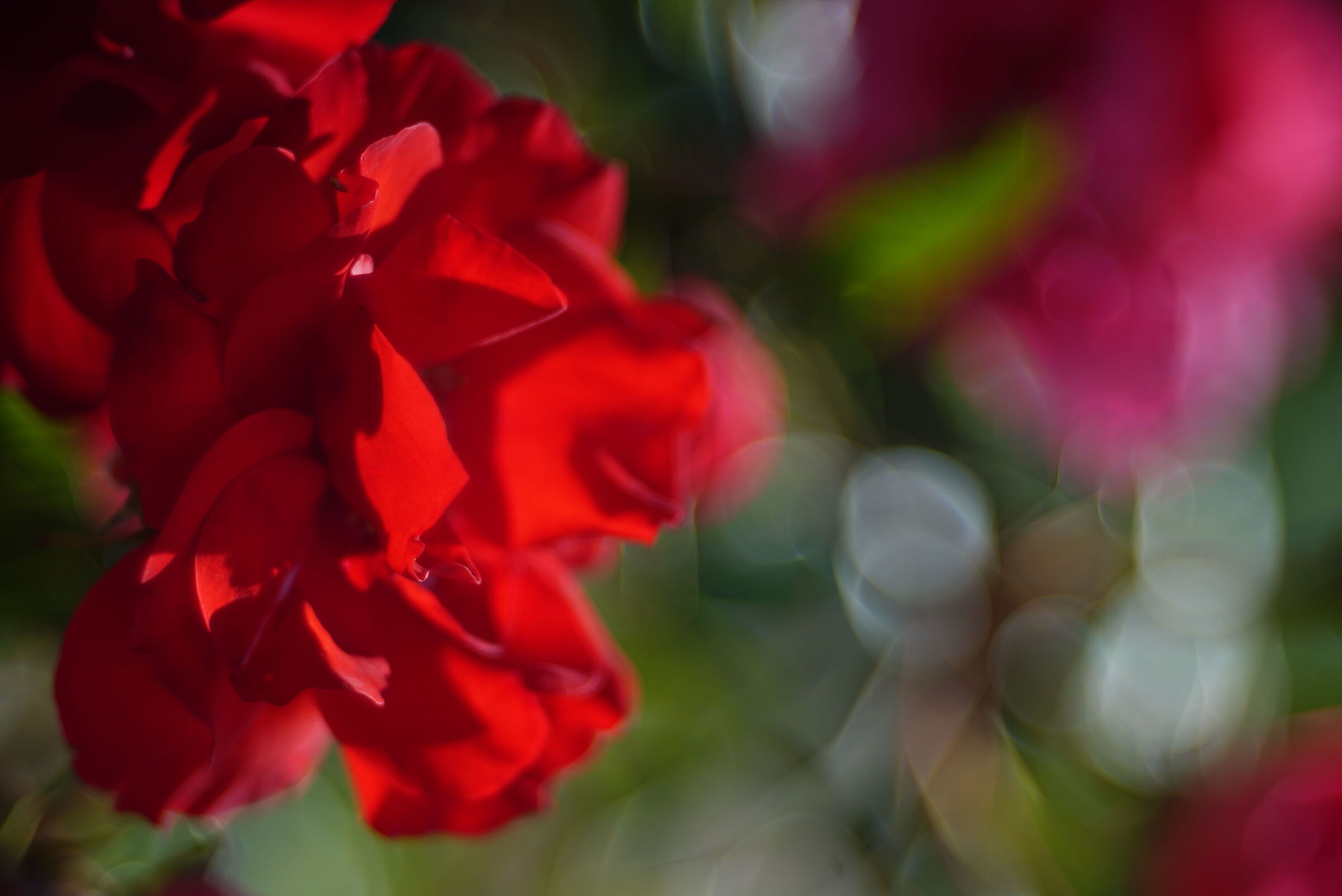 Red rose in my garden
