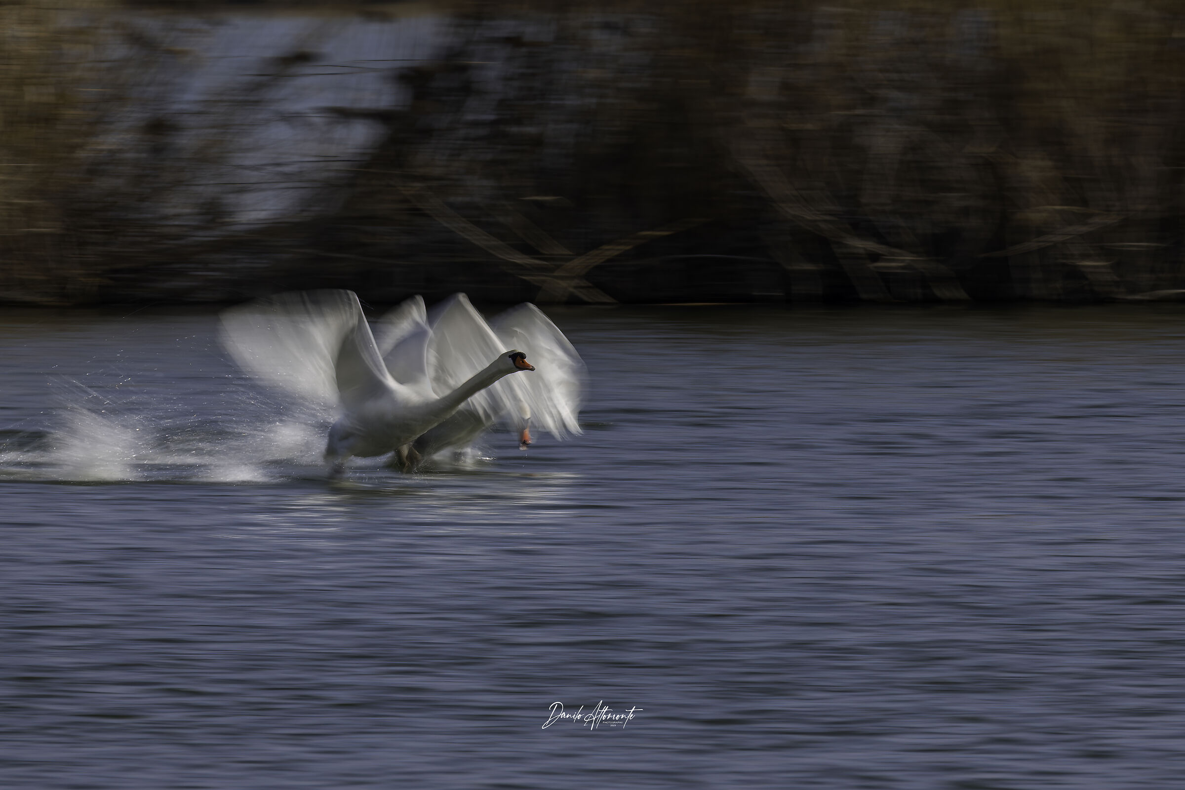 Swans