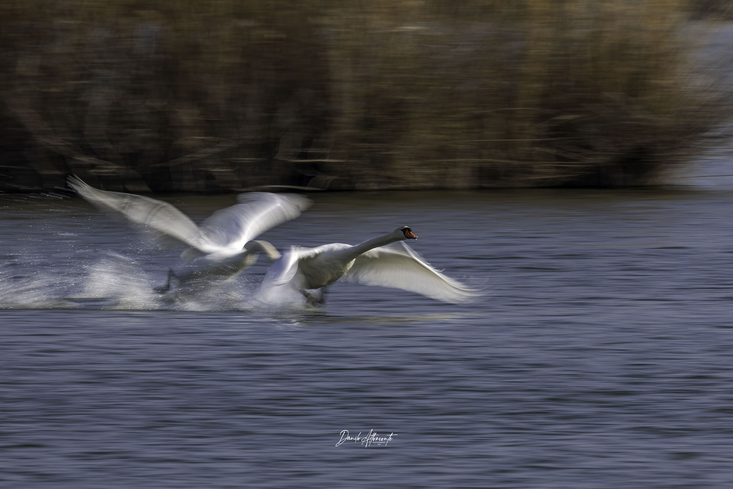 Swans