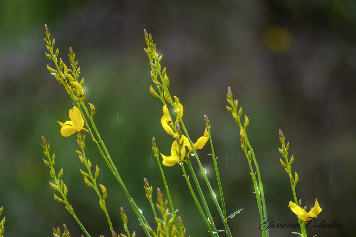 Broom in the Rain