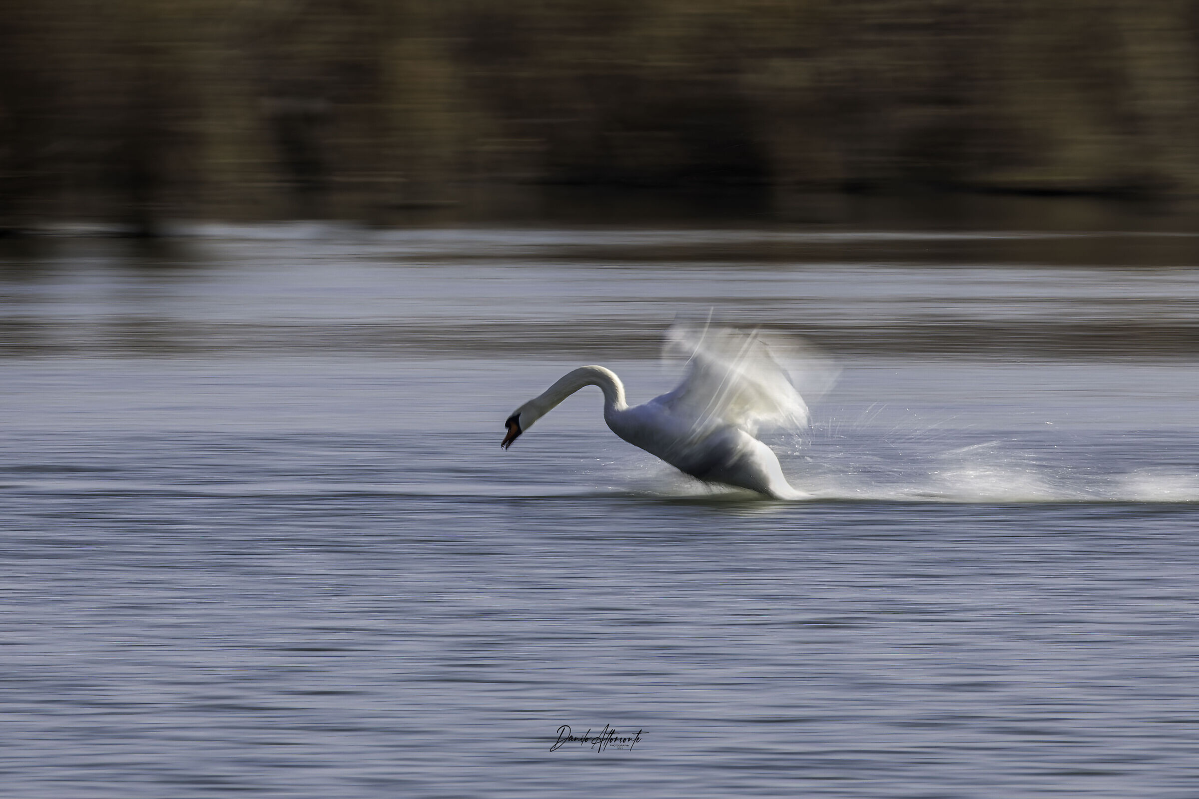 Swan