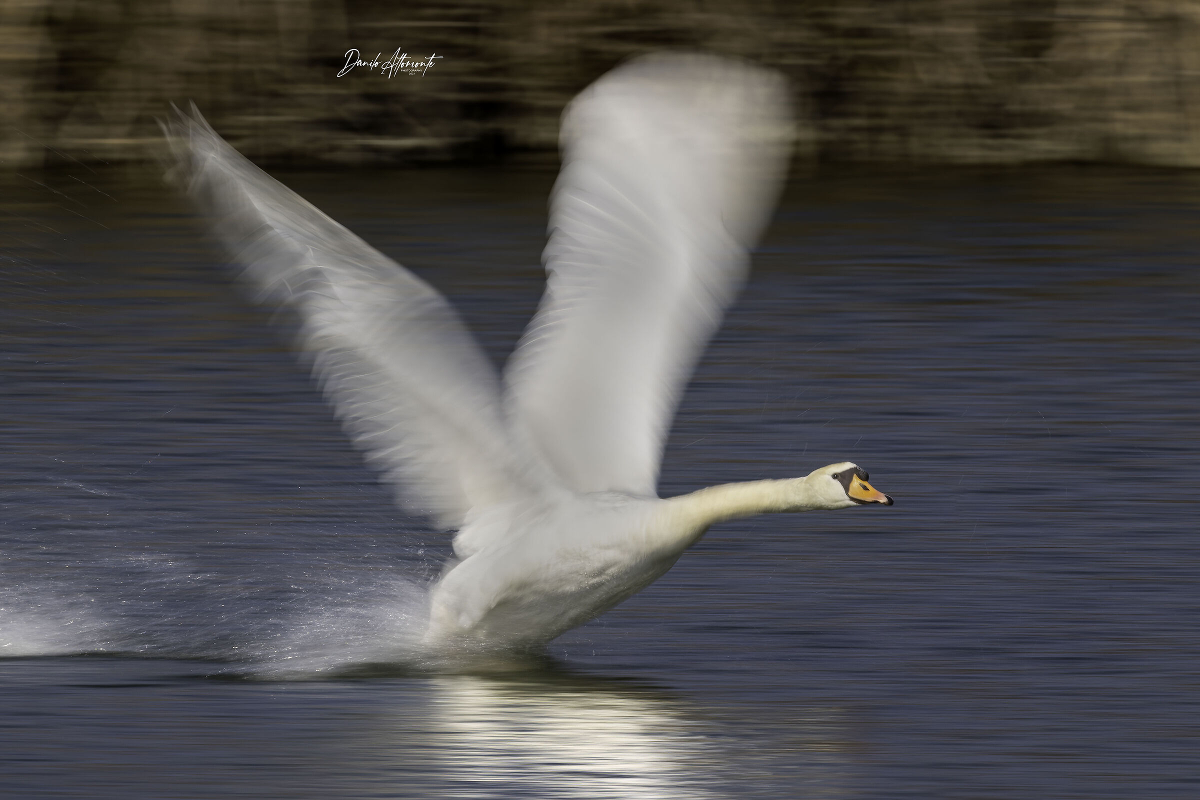 Swan