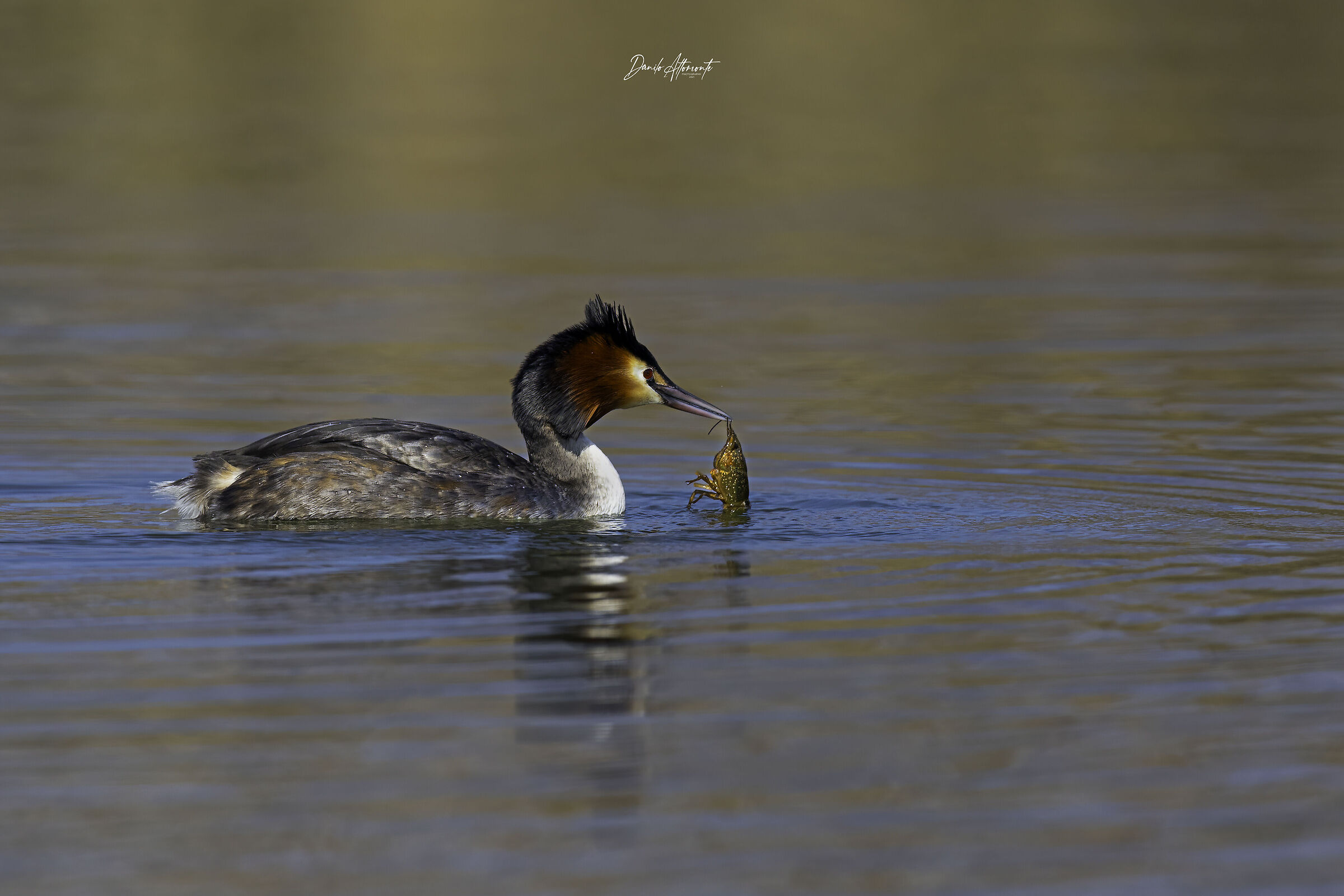 Grebe