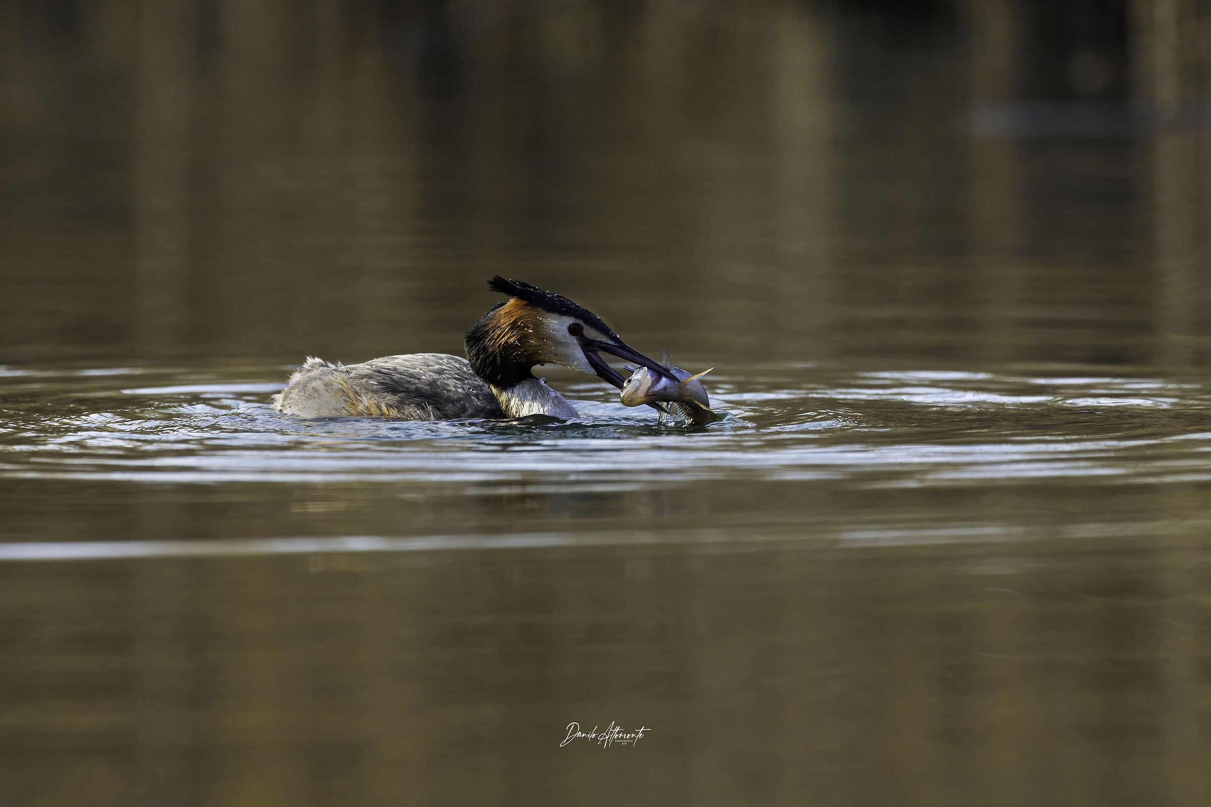 Grebe