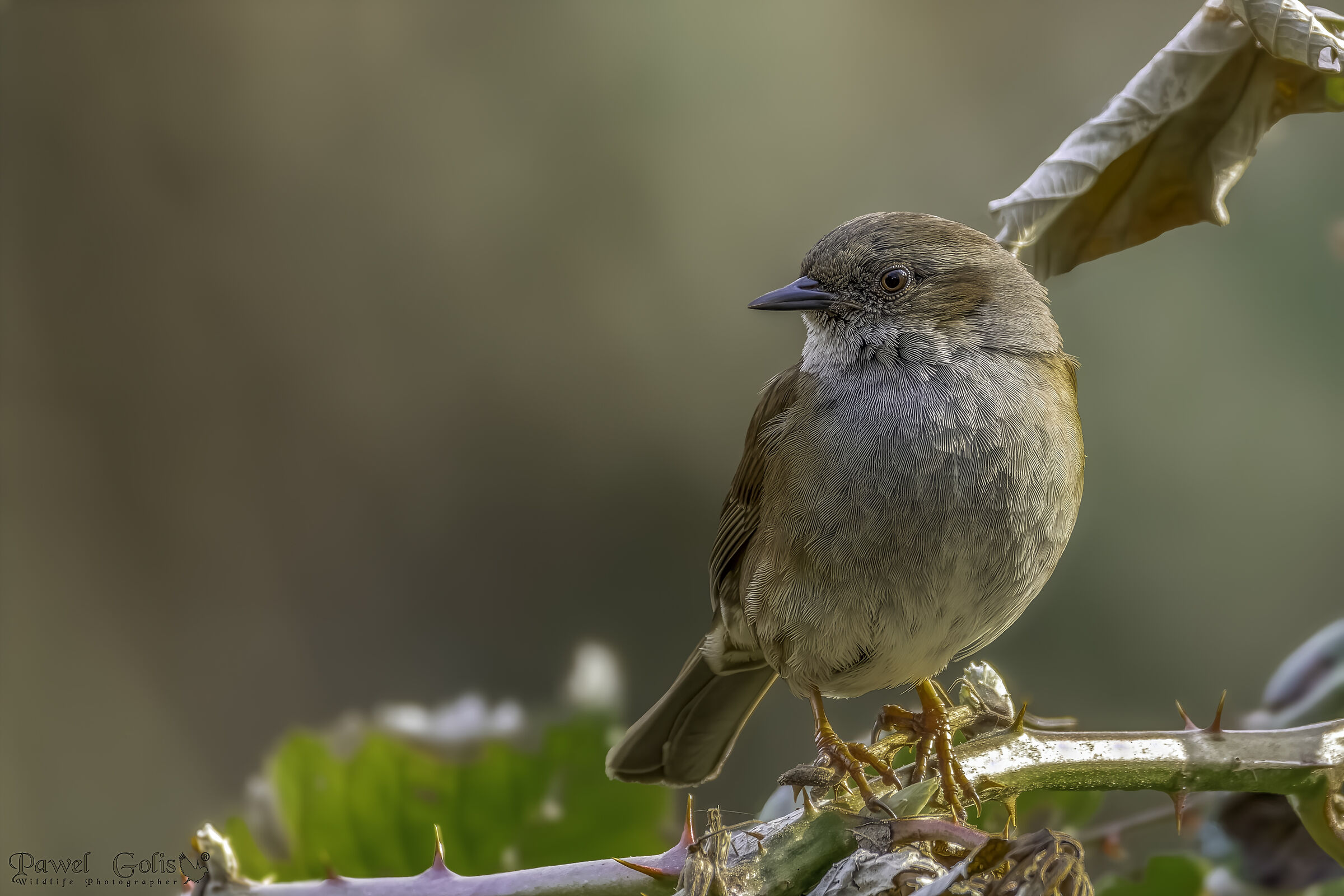 Dunnock (Prunella modularis)