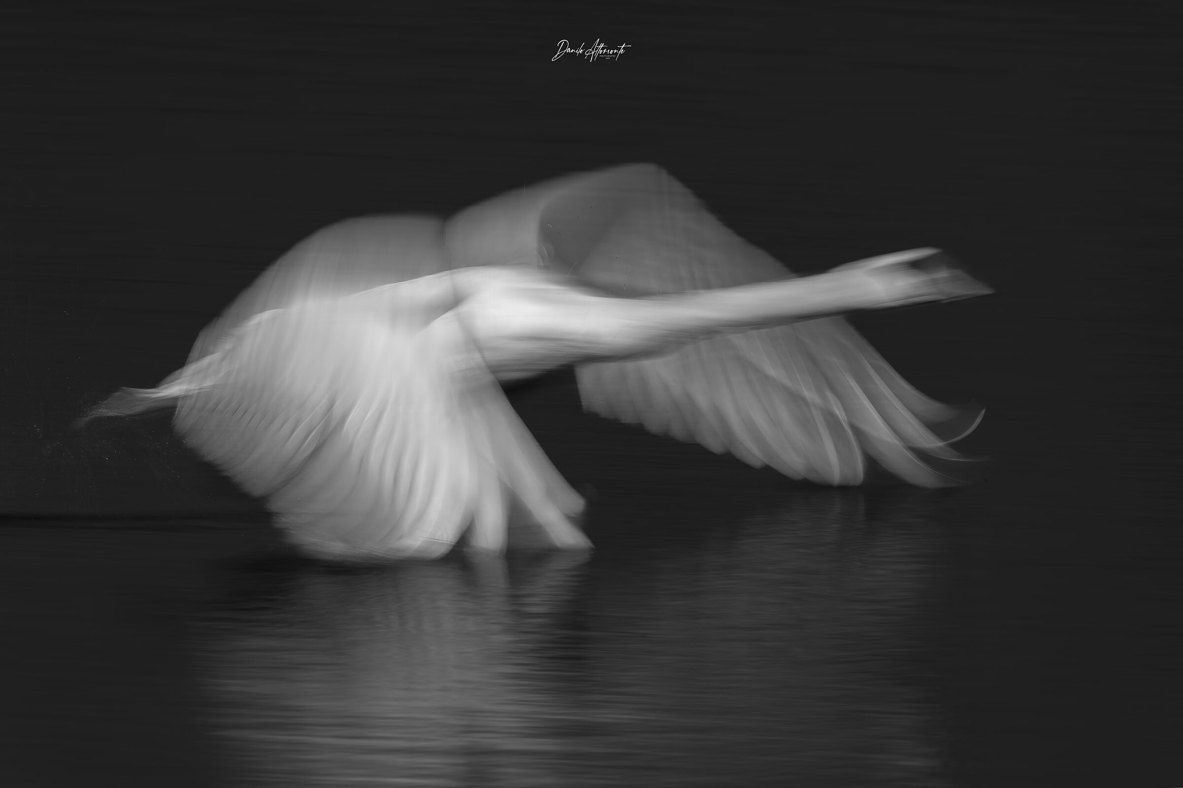 Swan
