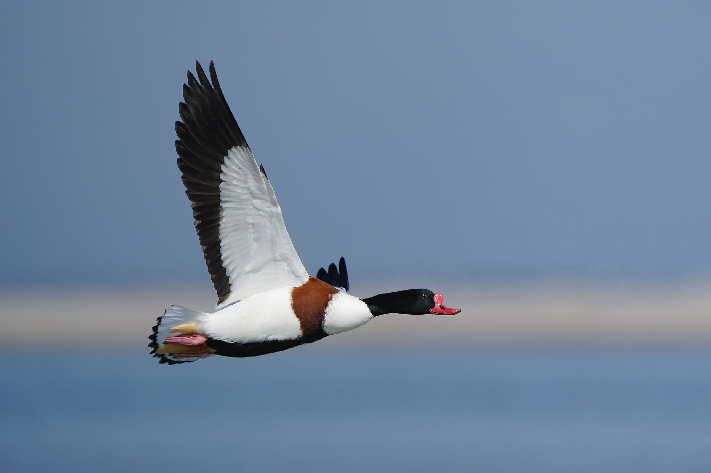 Volpoca (Tadorna tadorna)