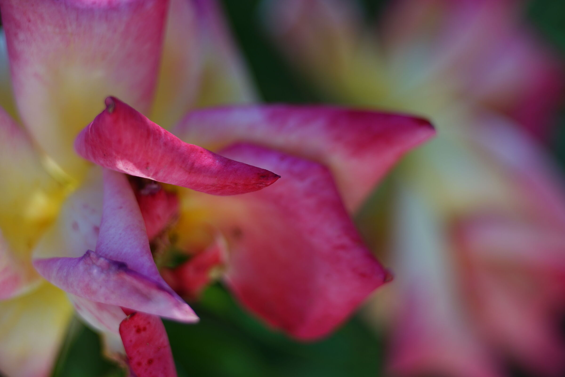 Rosa nel mio giardino