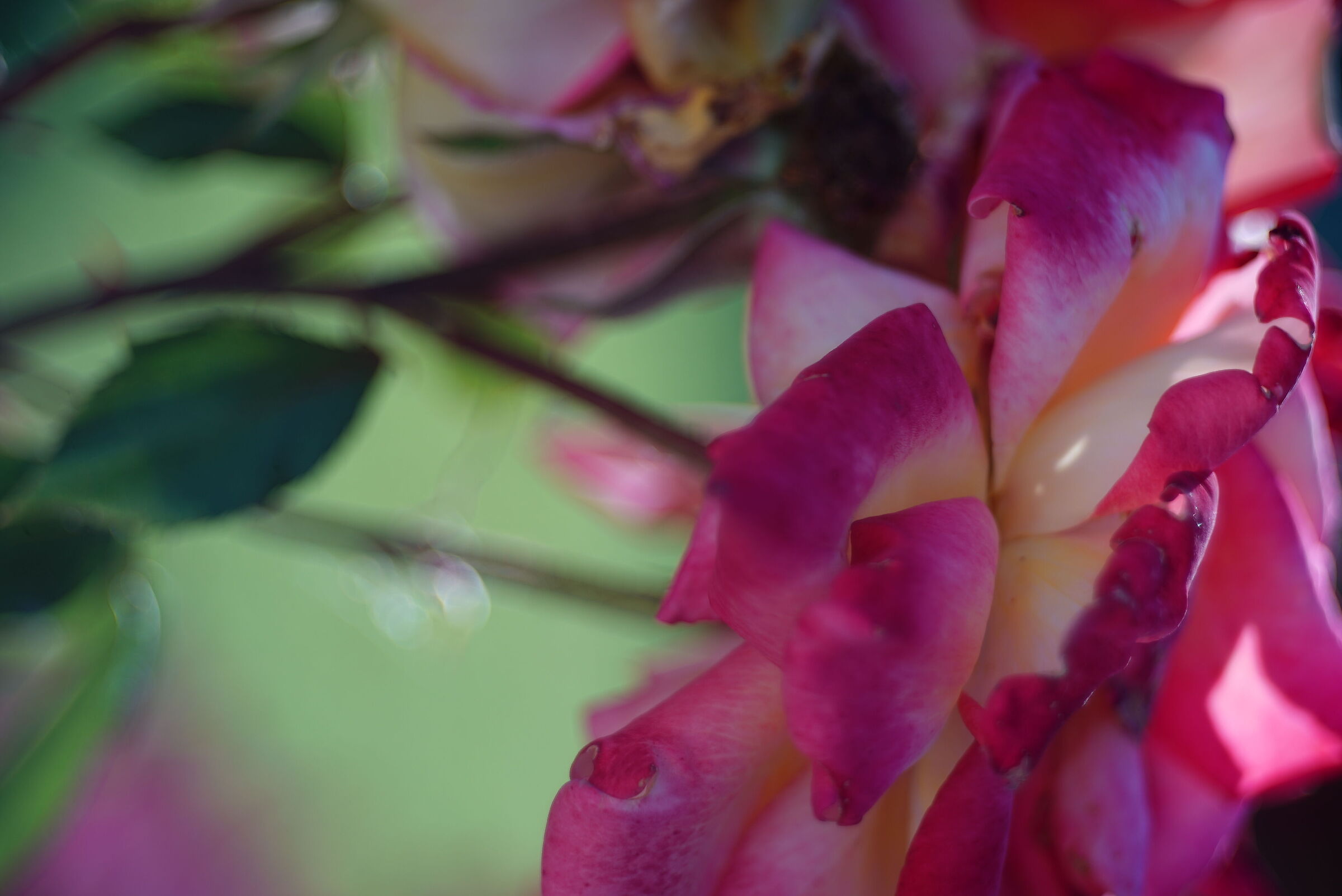 Rose nel mio giardino