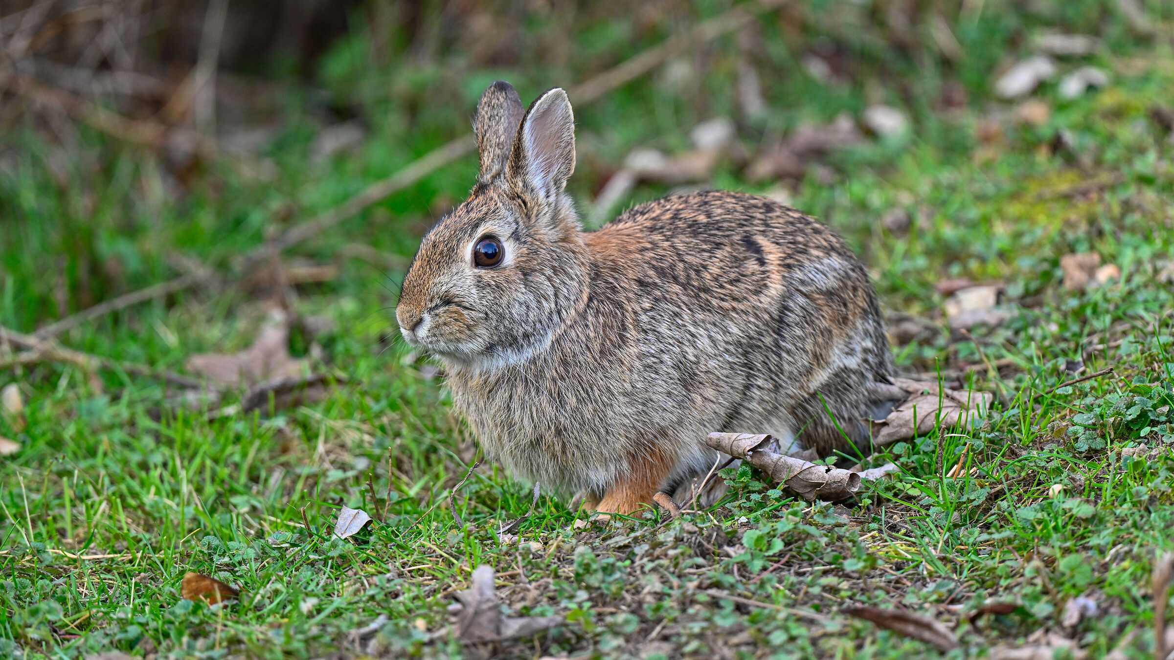 La Mascotte del parco Groane