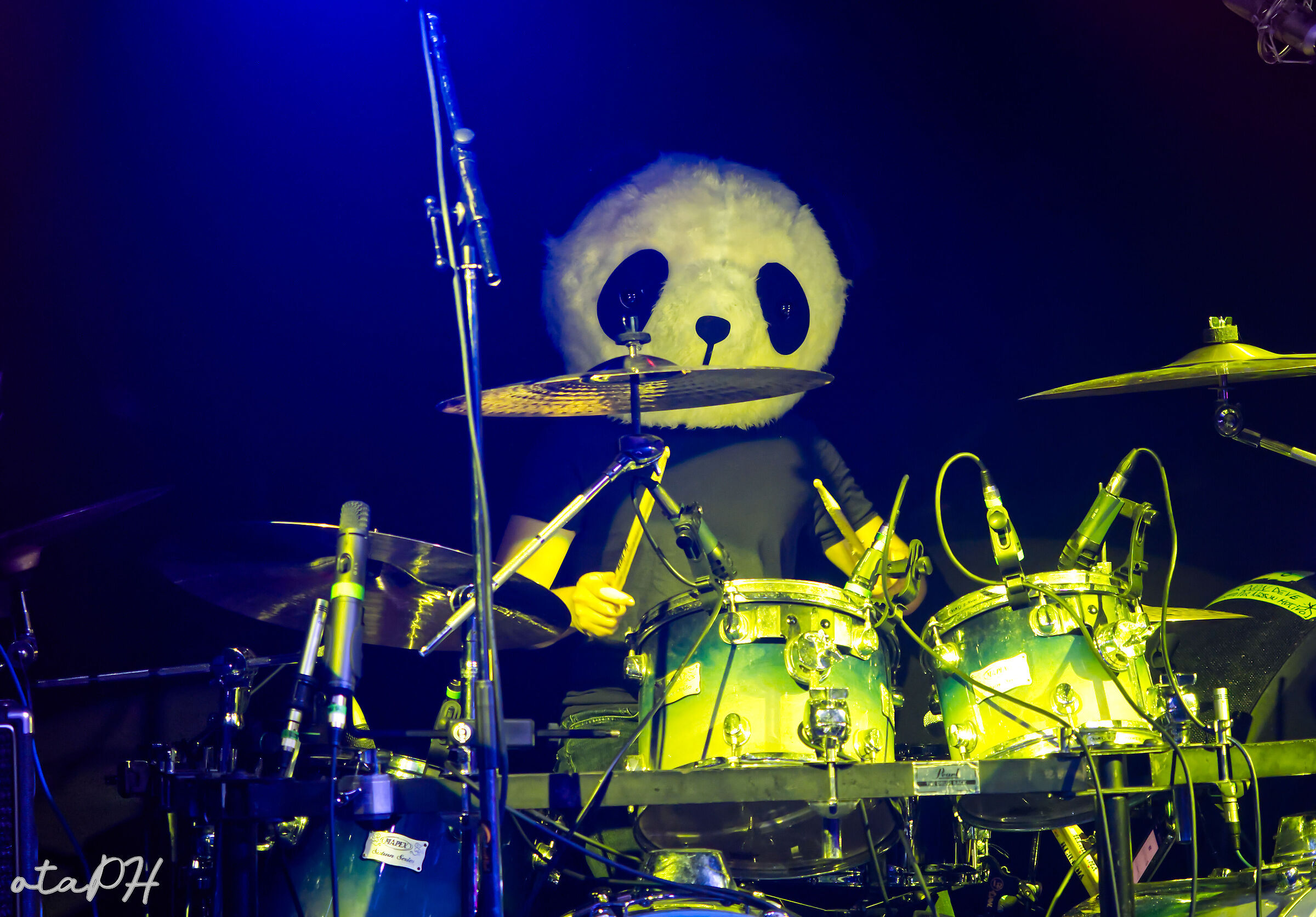 Panda