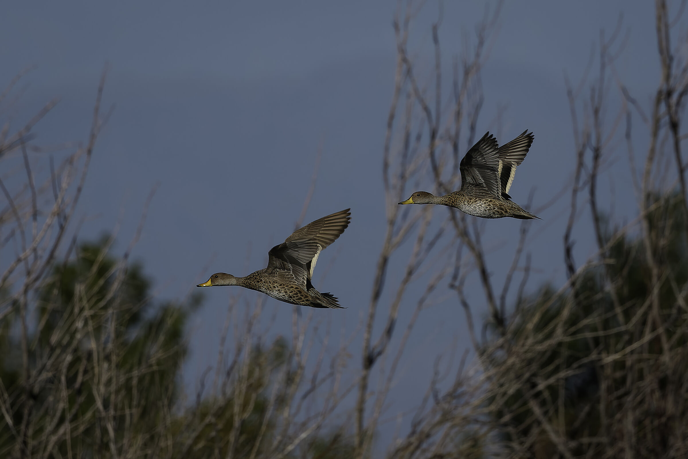 Pennant becco giallo (Anas georgica)