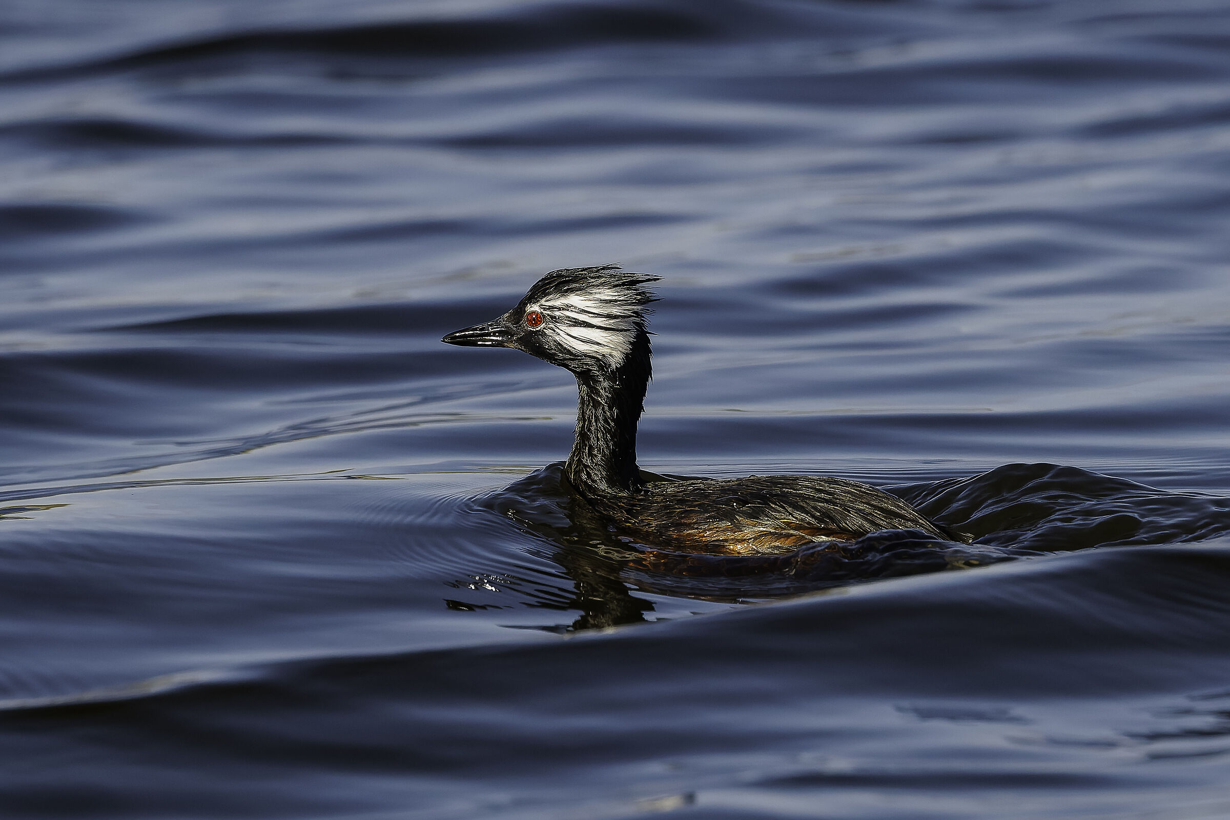 White tuft grebe (Rollandia rolland)