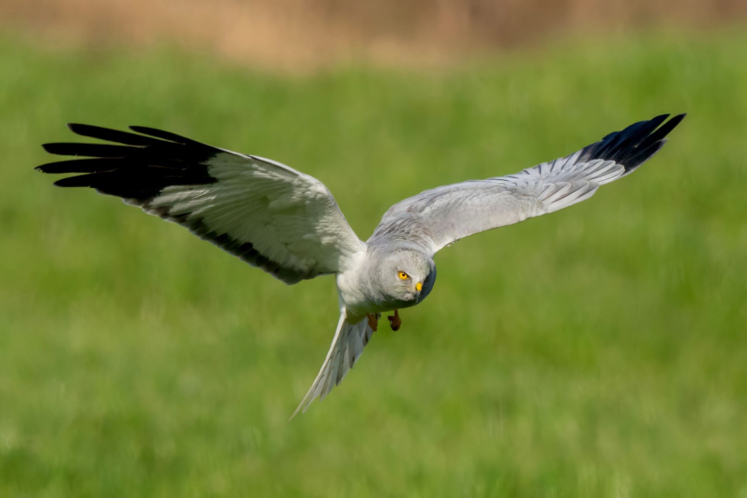 Hen Harrier (Circus cyaneus) m
