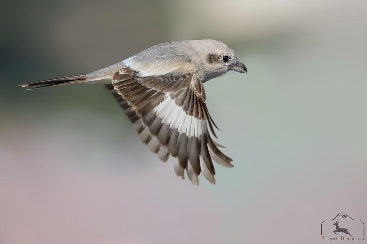 Averla maggiore beccopallido