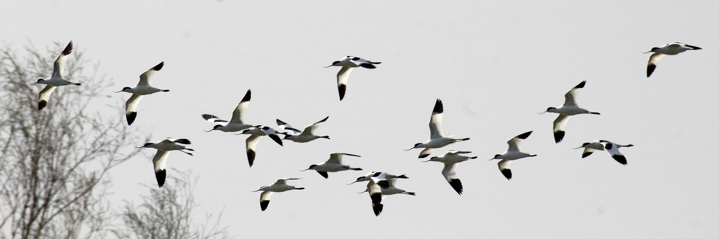Avocets in flight