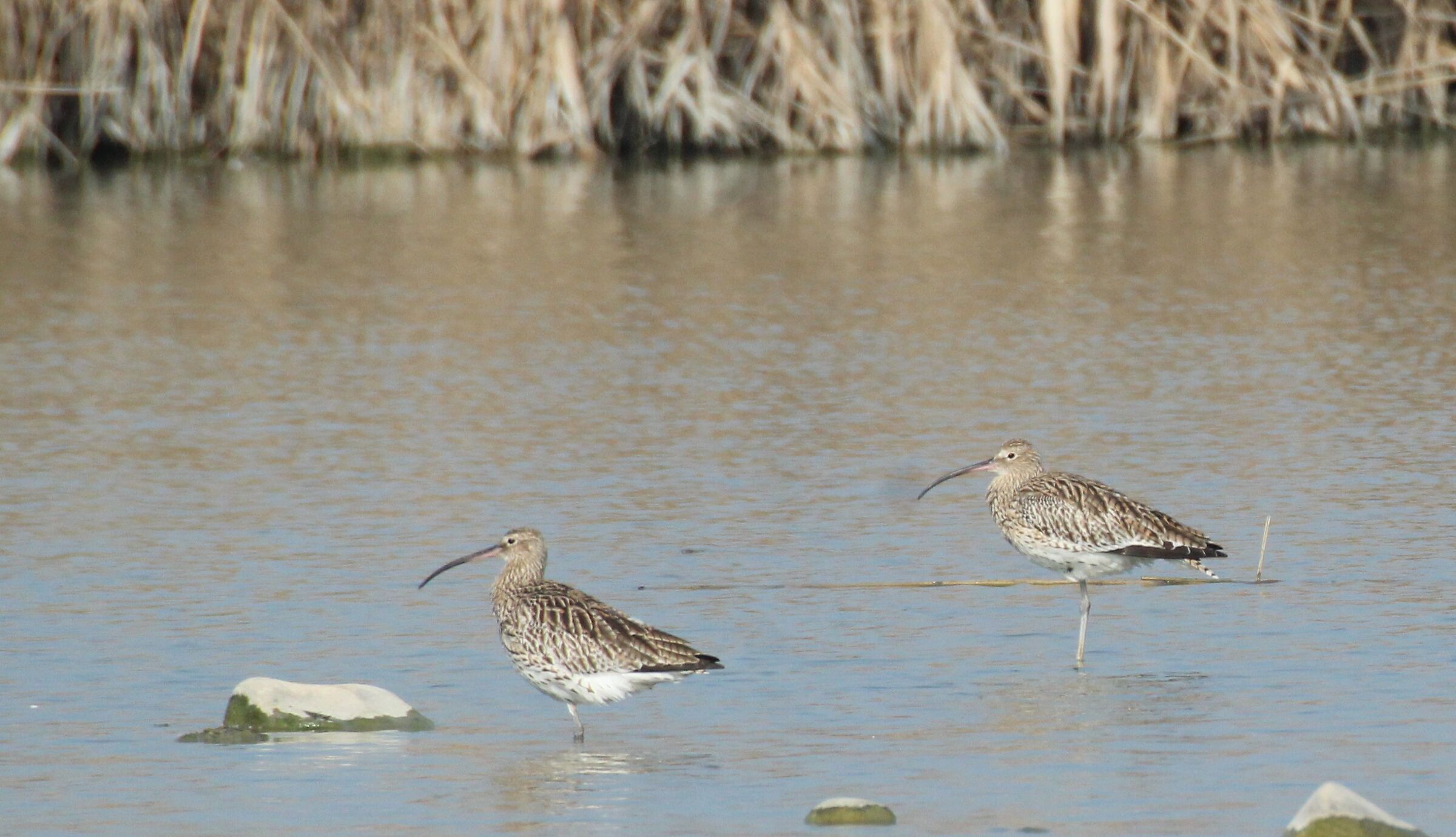 Eurasian Curlews