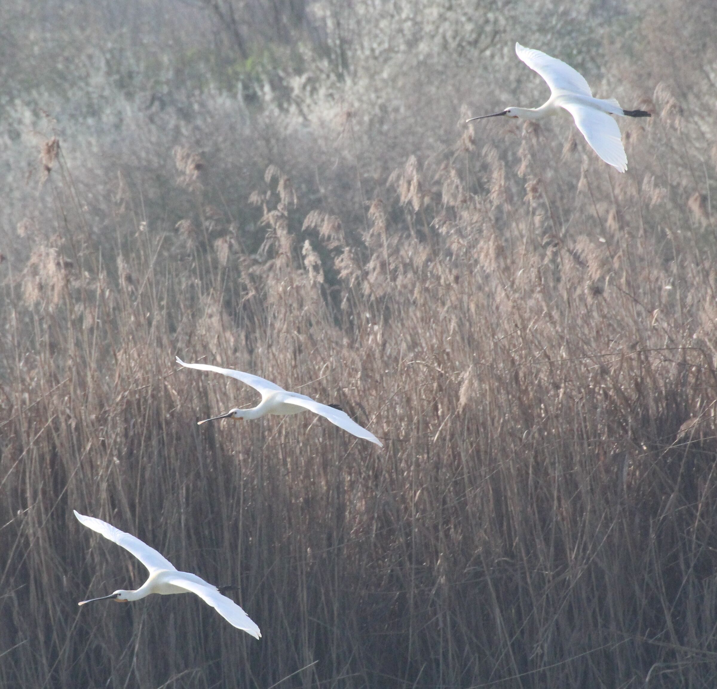 Spoonbills landing on the water
