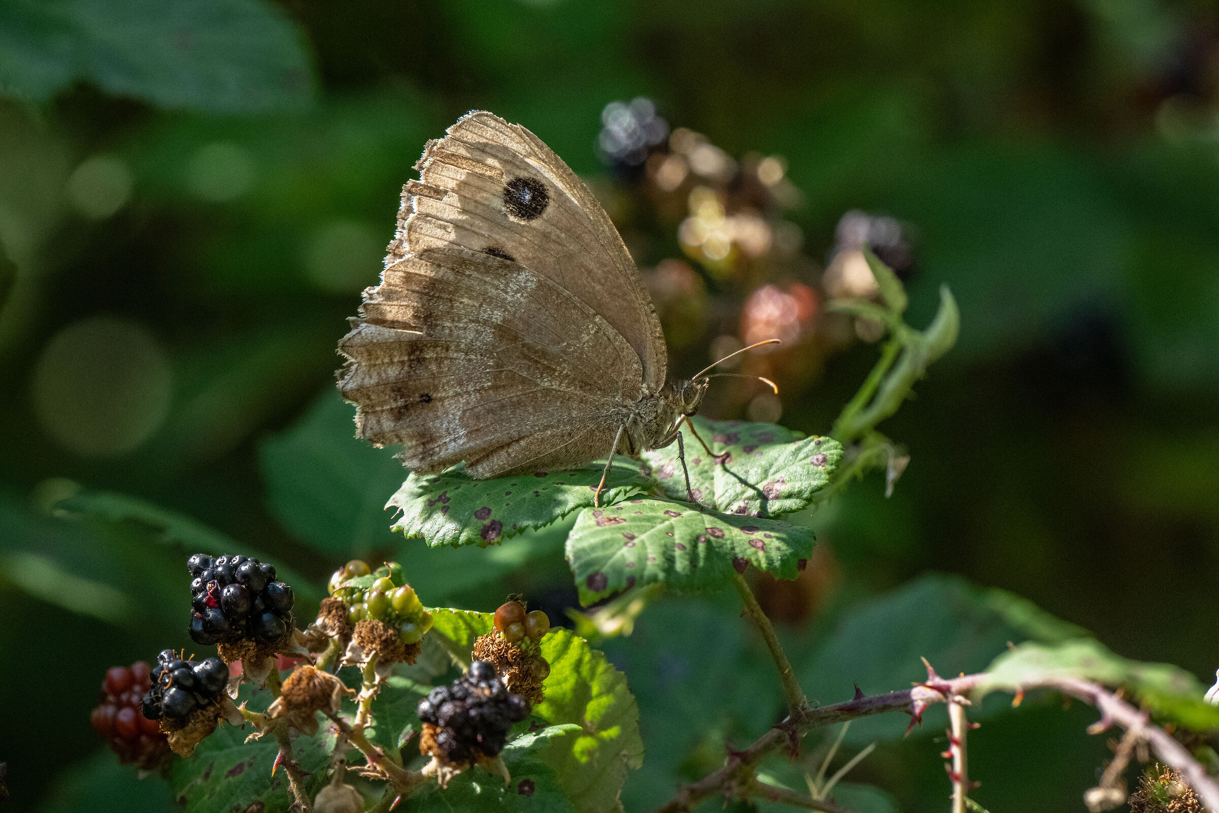Butterfly and blackberries