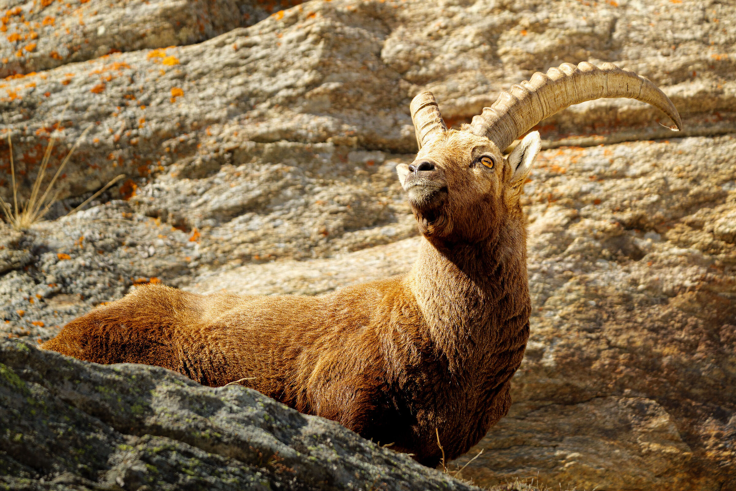 Stambecco Gran paradiso
