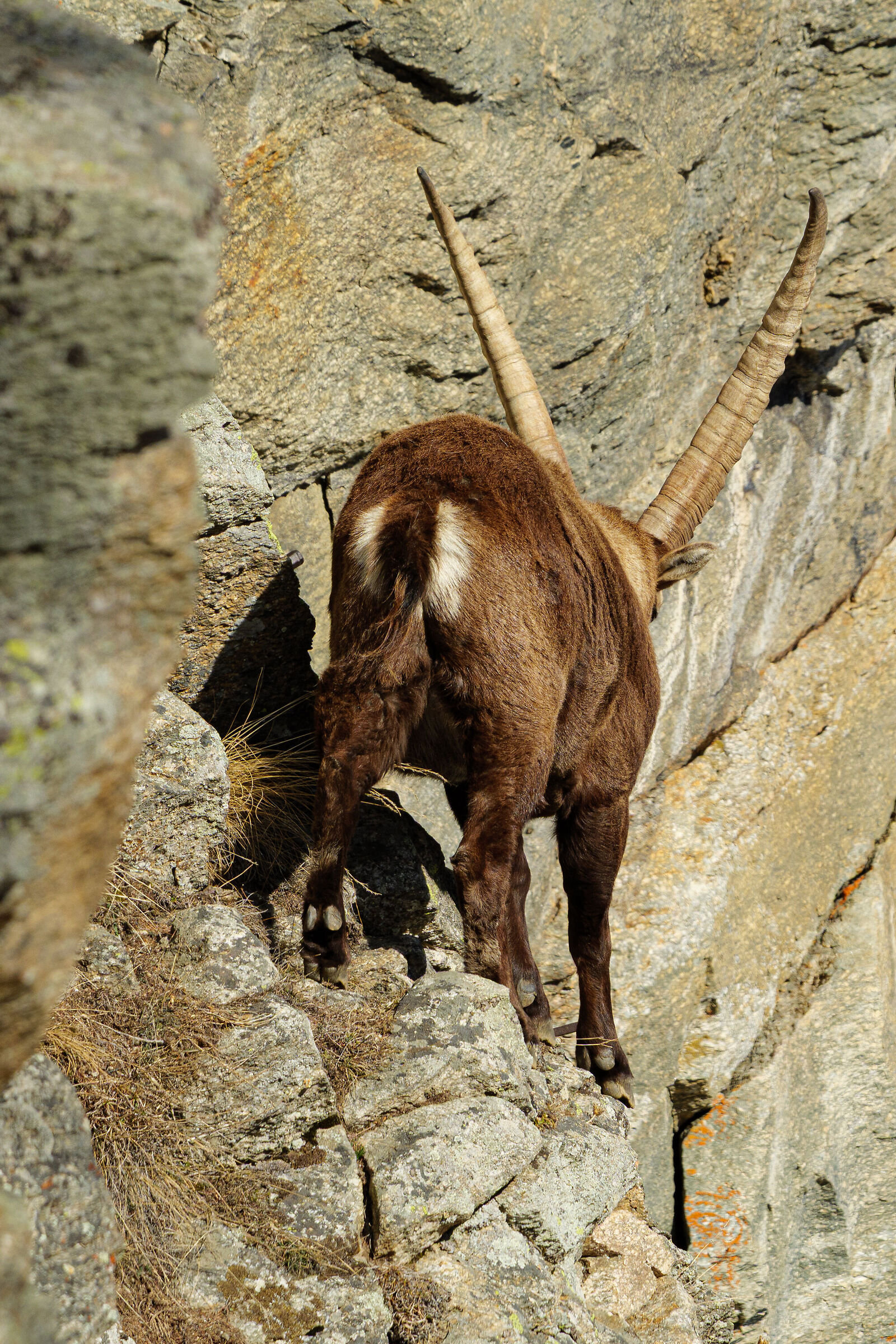 Stambecco Gran Paradiso