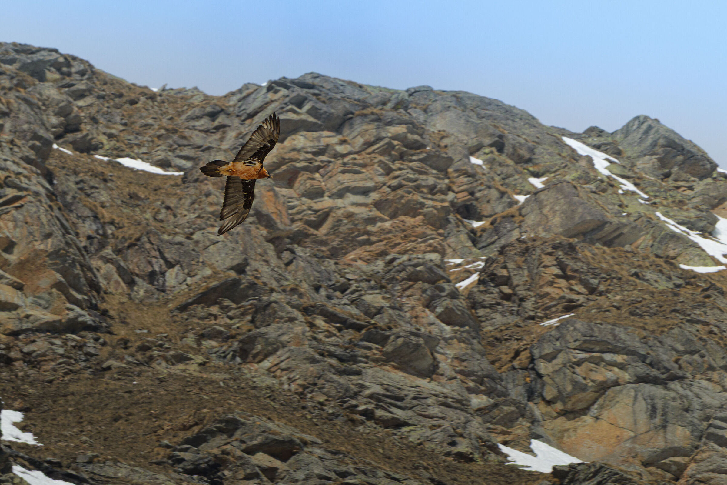 Gipeto Gran Paradiso
