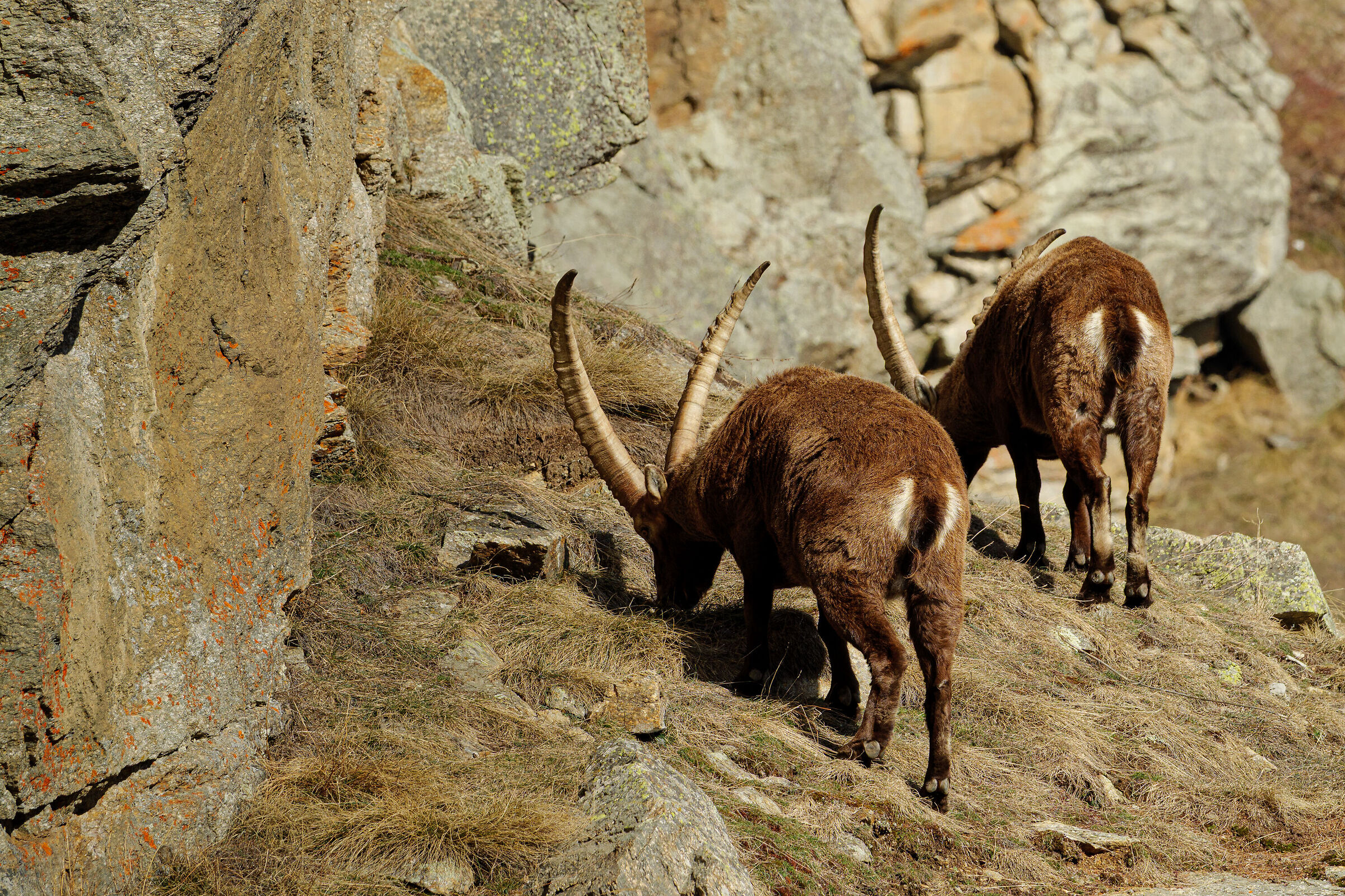 Coppio stambecchi Gran Paradiso
