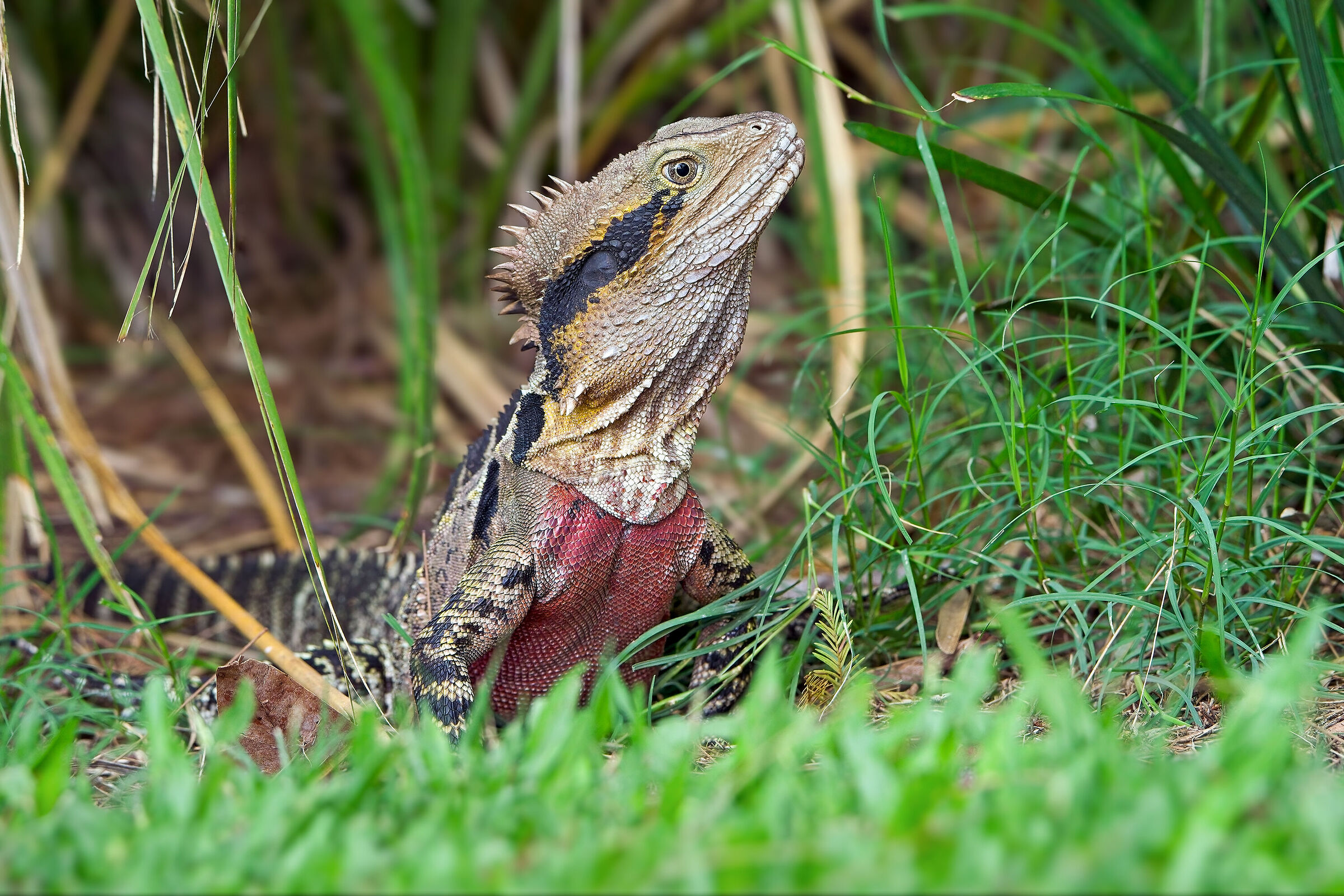 Australian Water Dragon