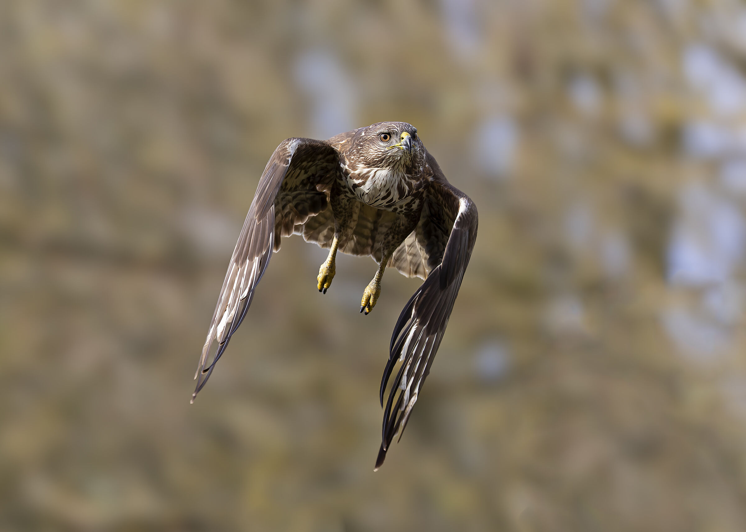 Buzzard