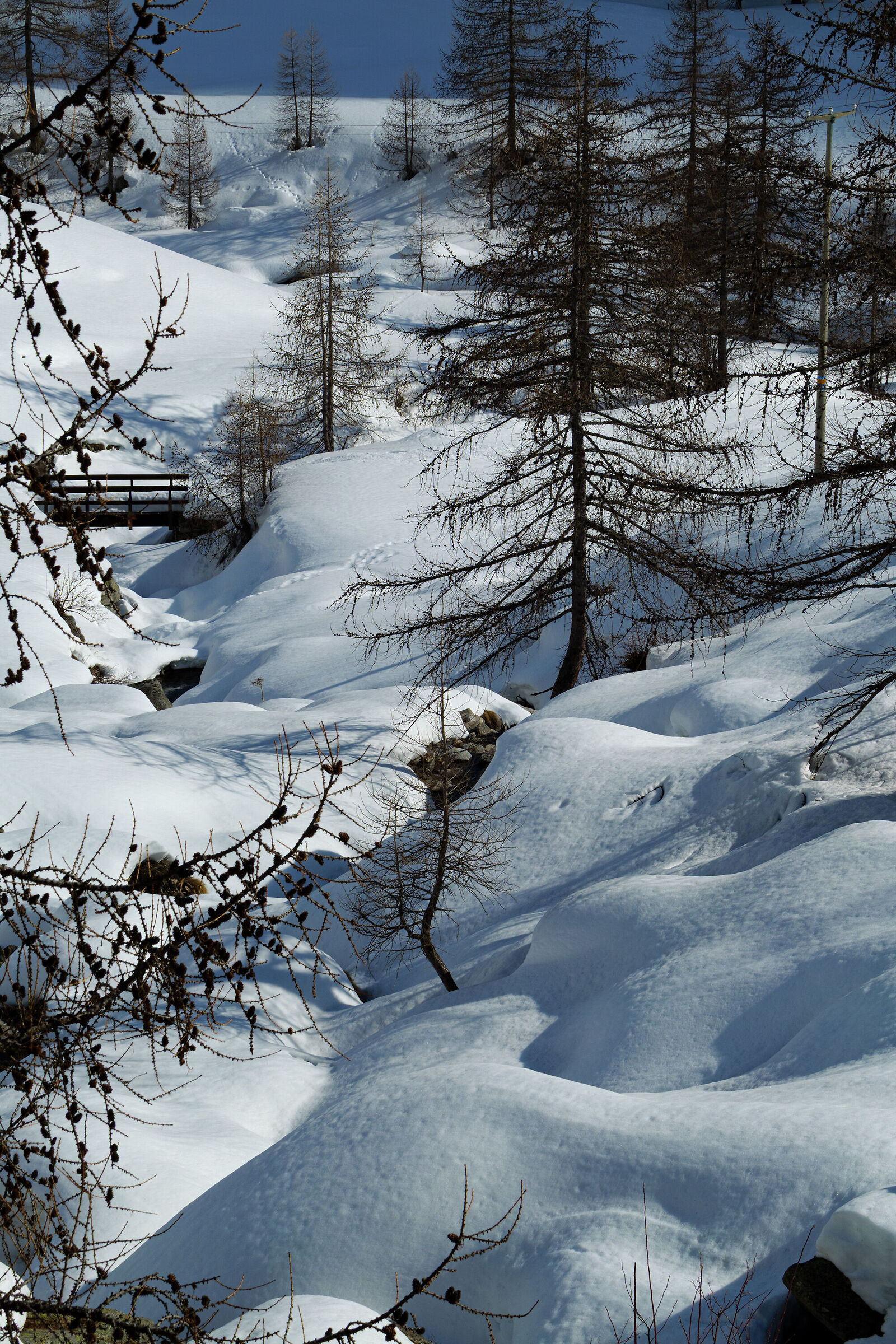 Snowy