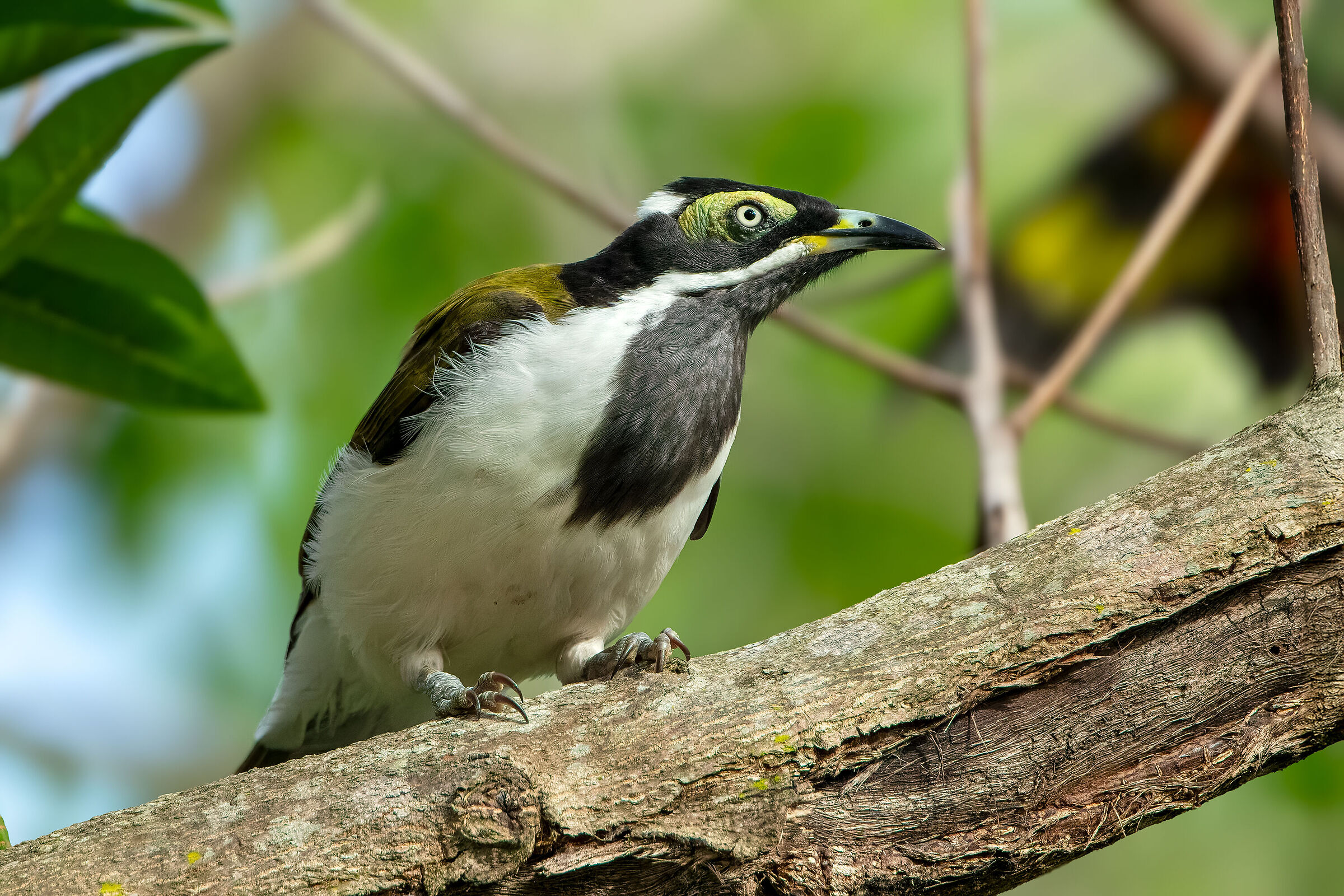Succiamele guanceblu