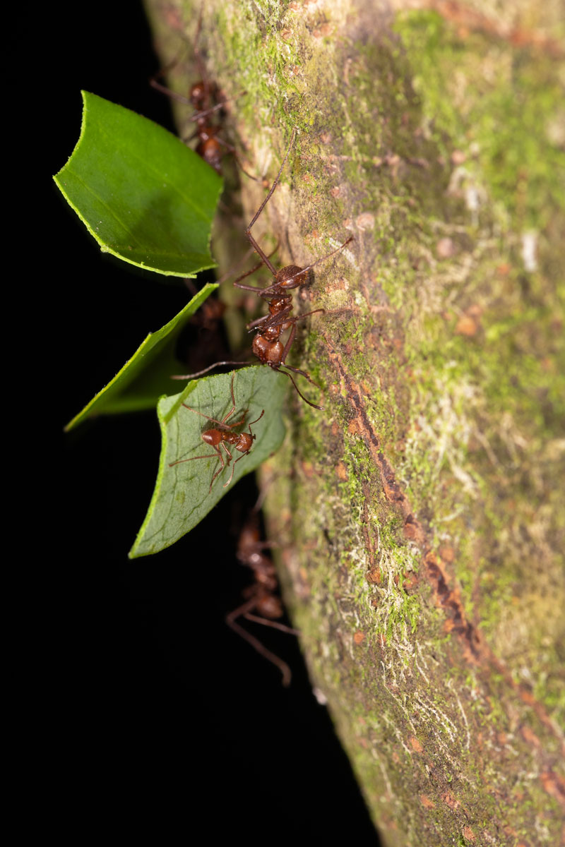 Leaf Cutter Ants
