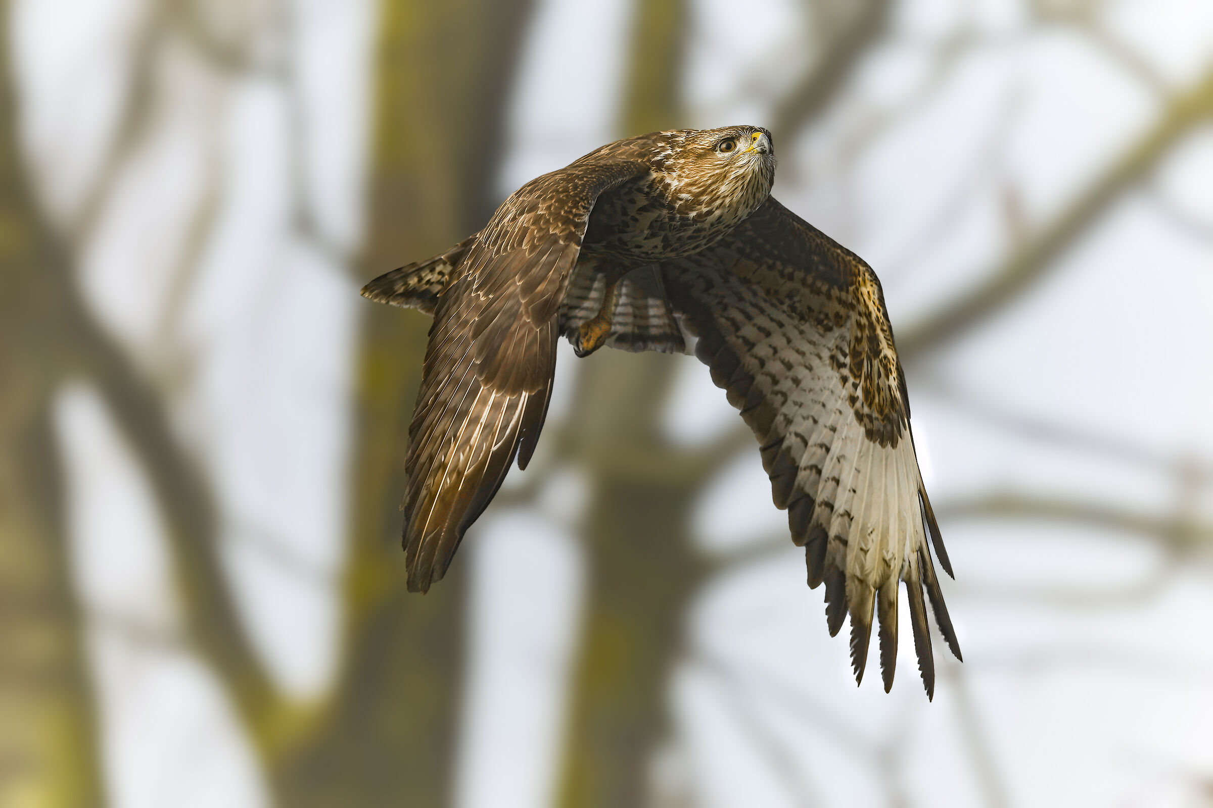 Buzzard