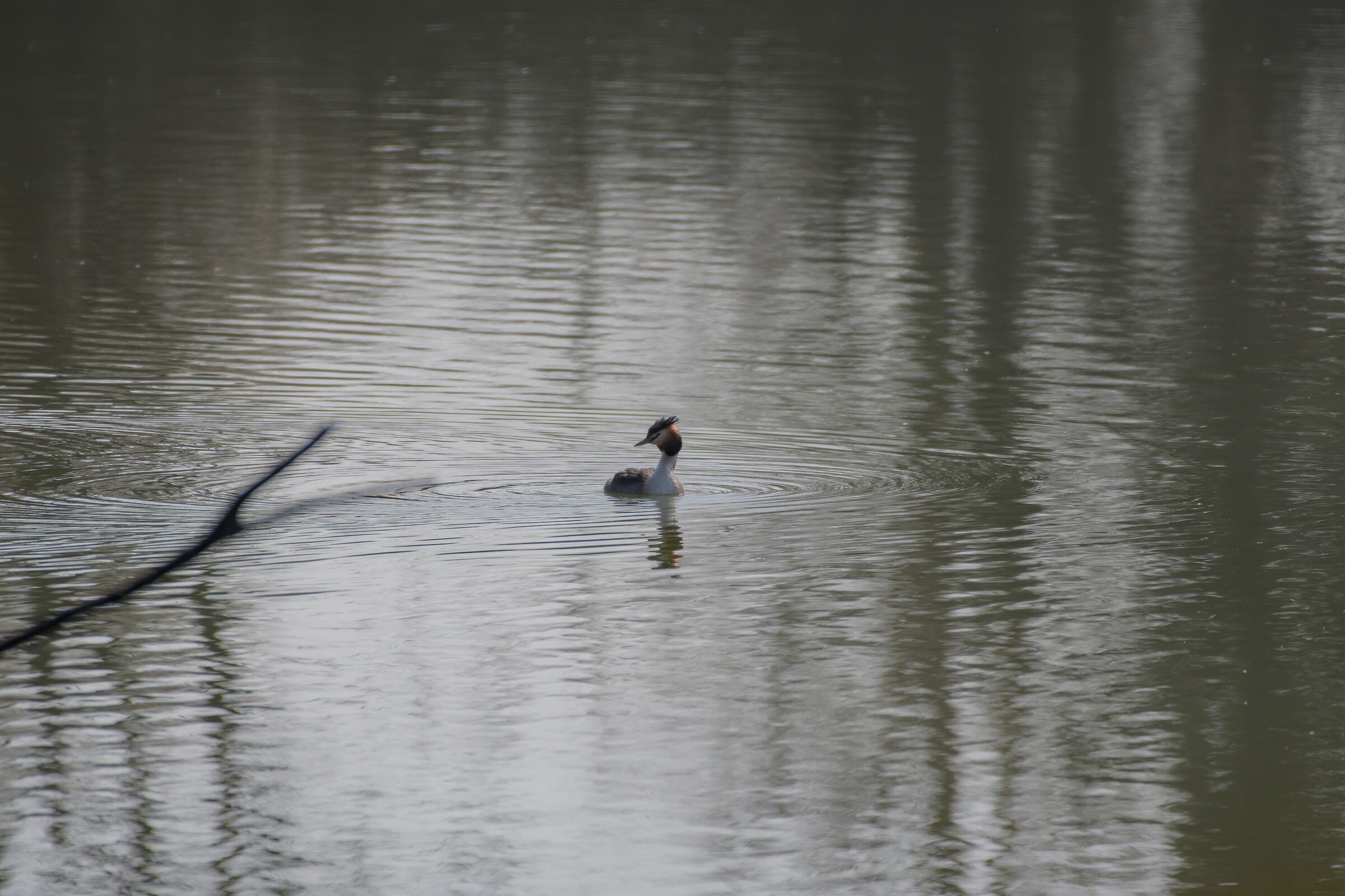 Grebe