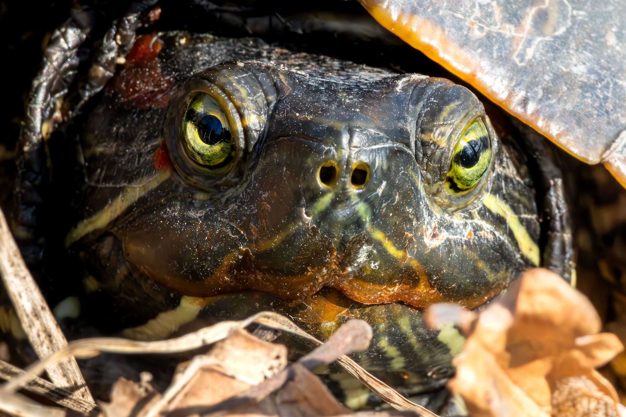 The gaze of the alien