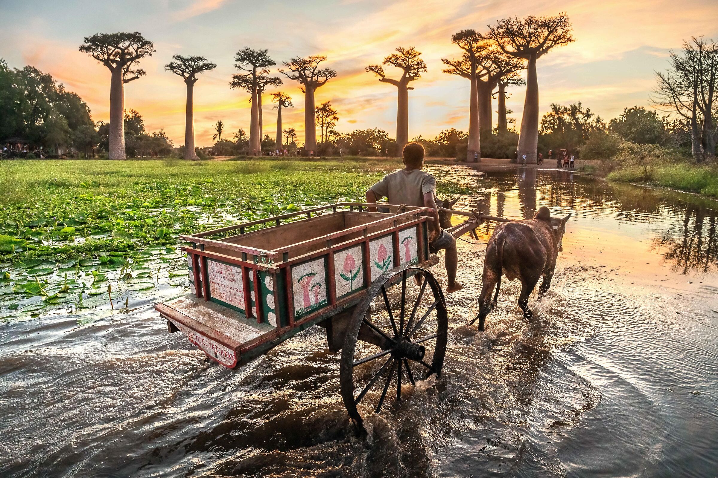 Life Beneath the Baobabs