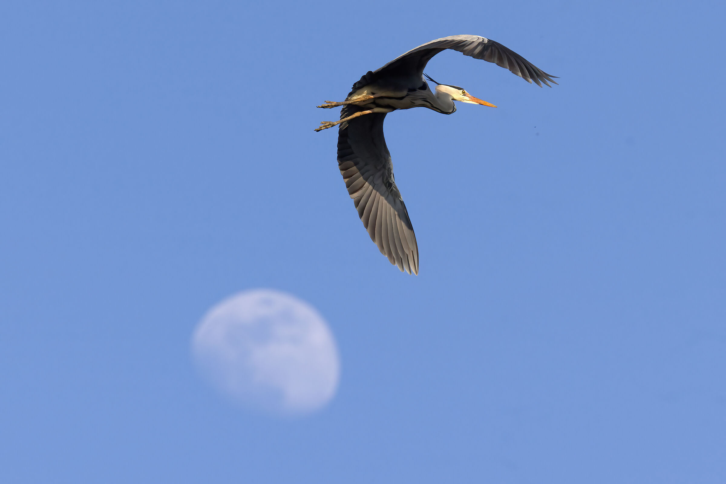 Waxing Moon