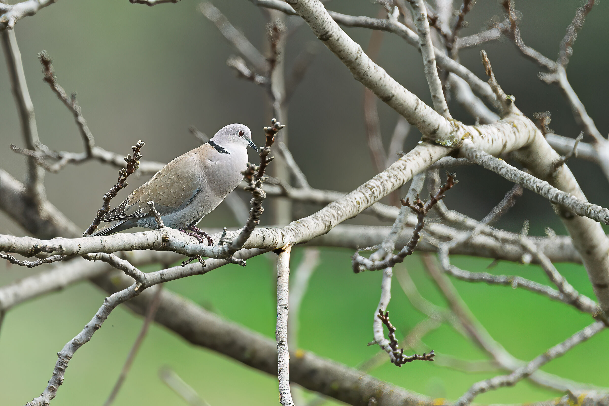 Turtledove