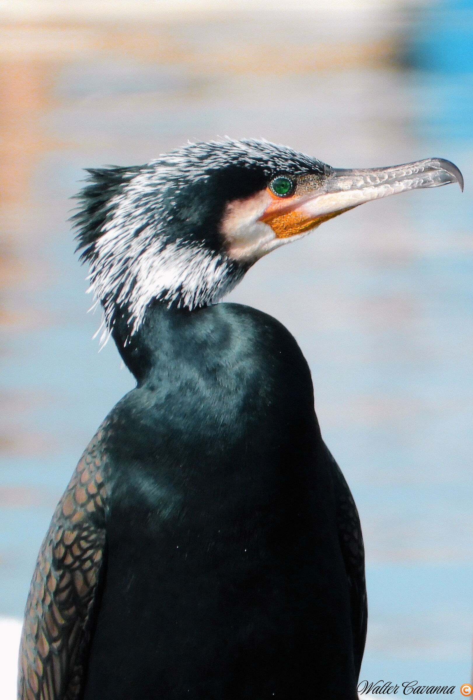 Cormorant