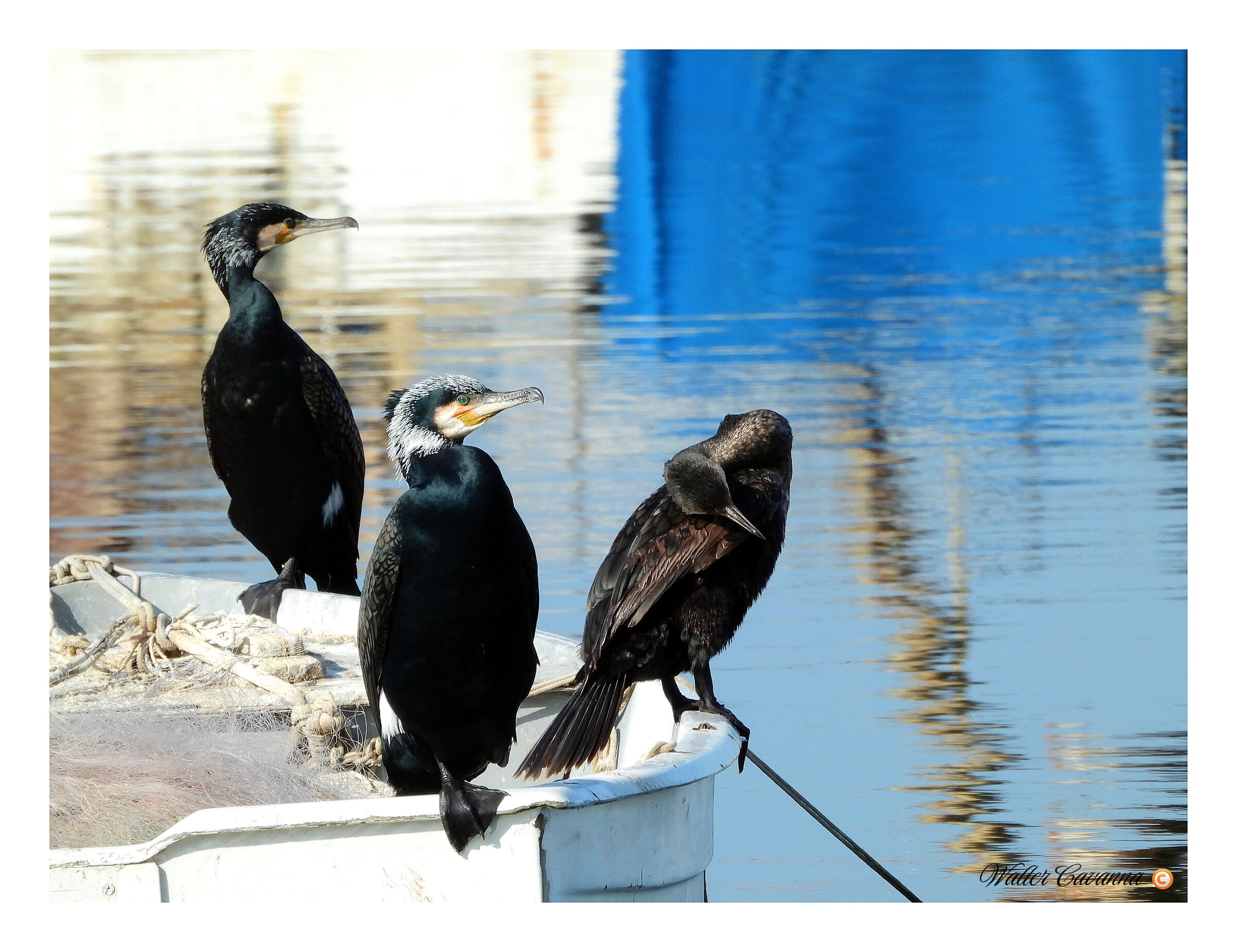 Cormorants