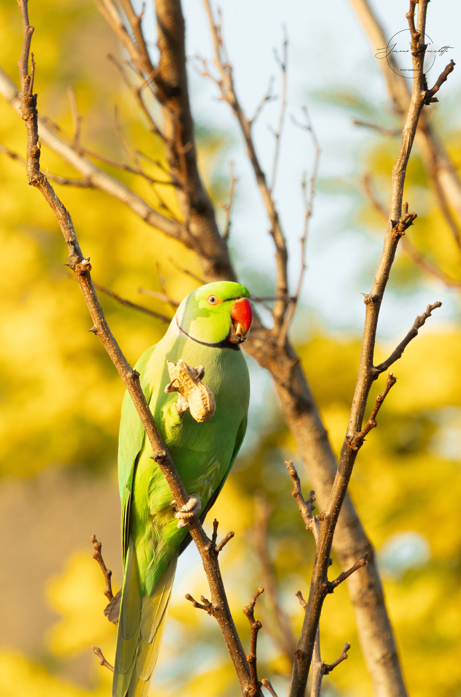 Collared parakeet