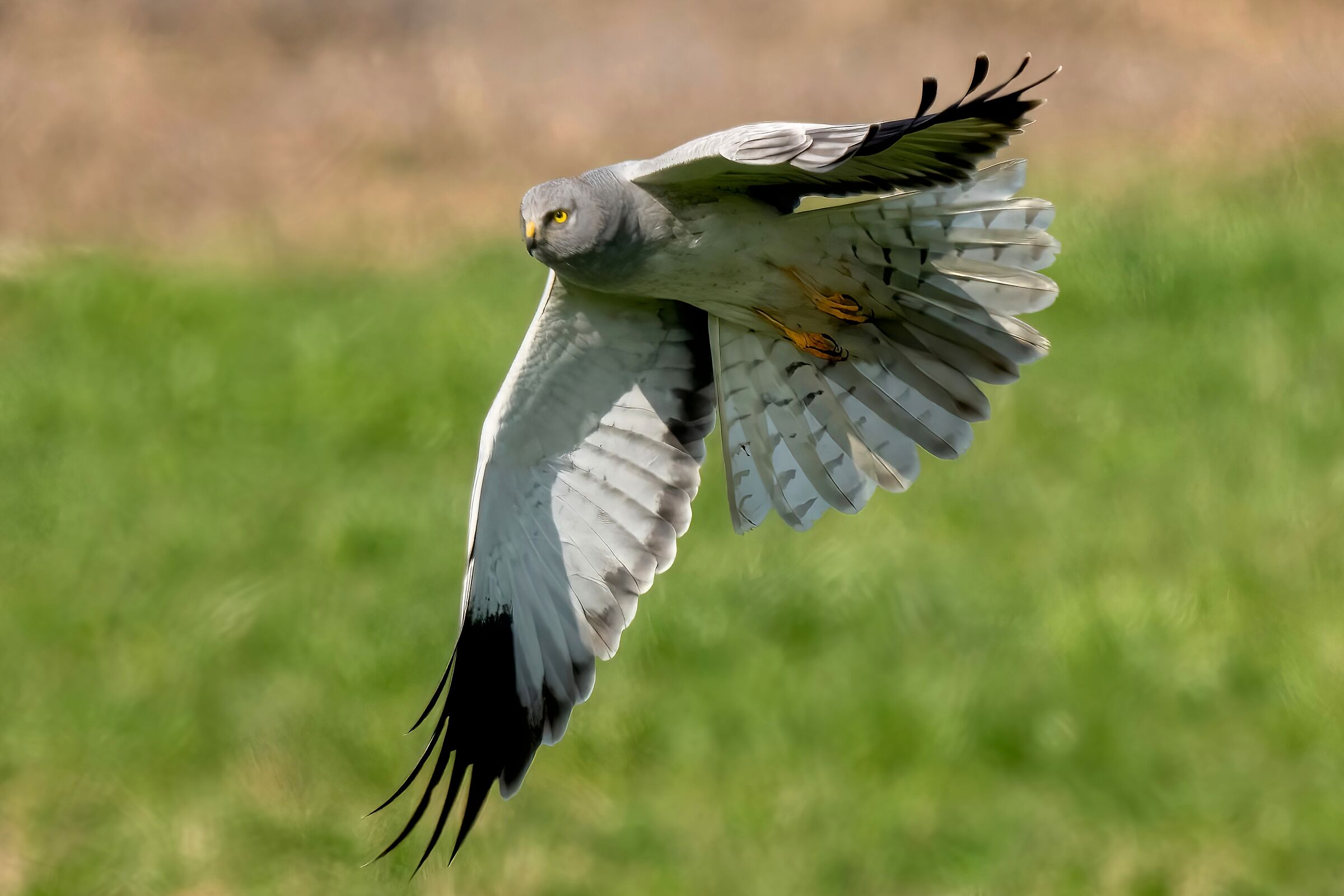 Hen Harrier (Circus cyaneus) m