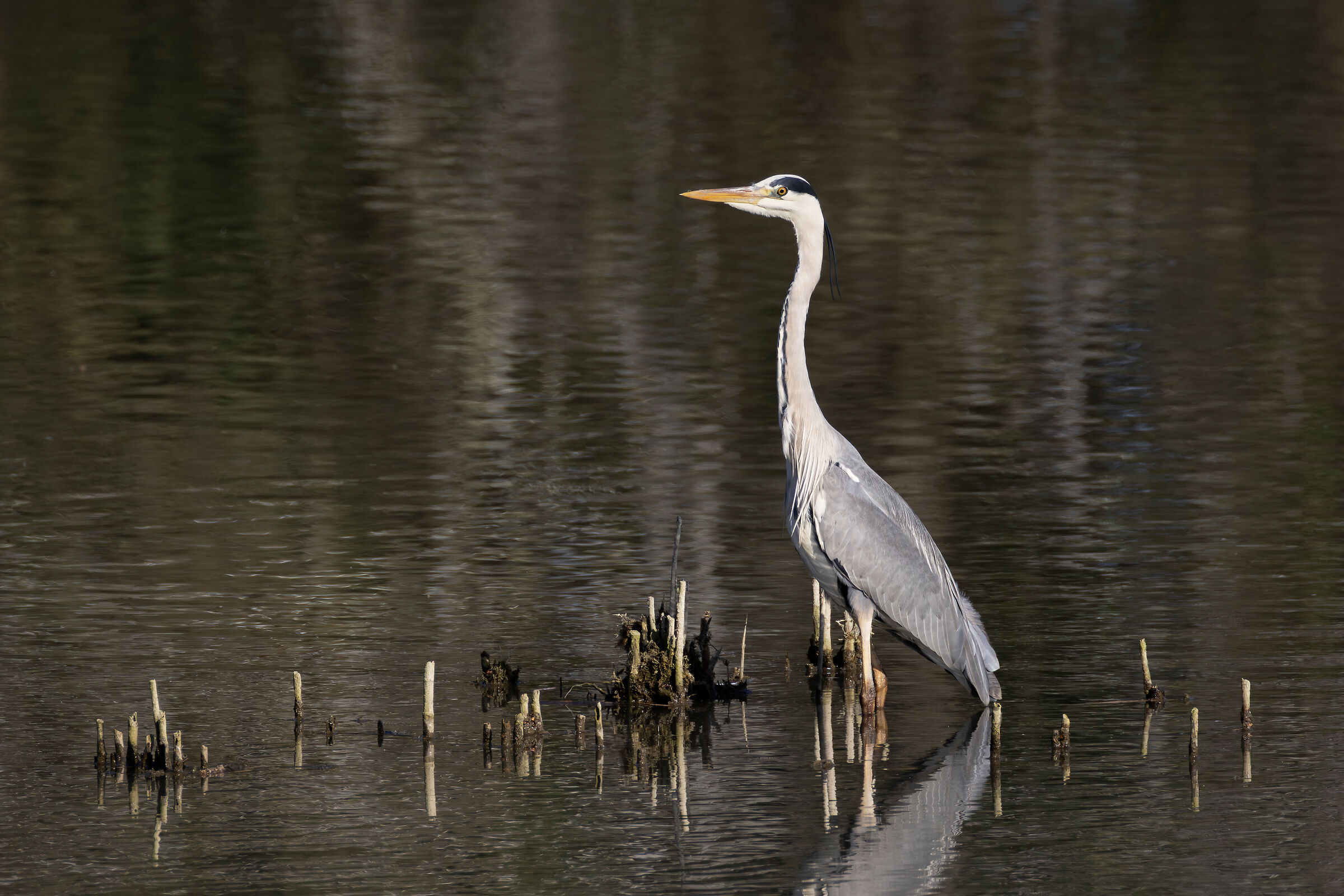 Grey Heron