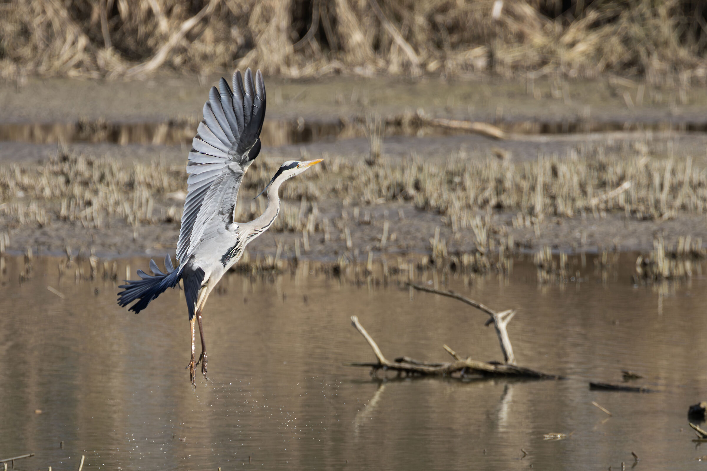 Grey Heron